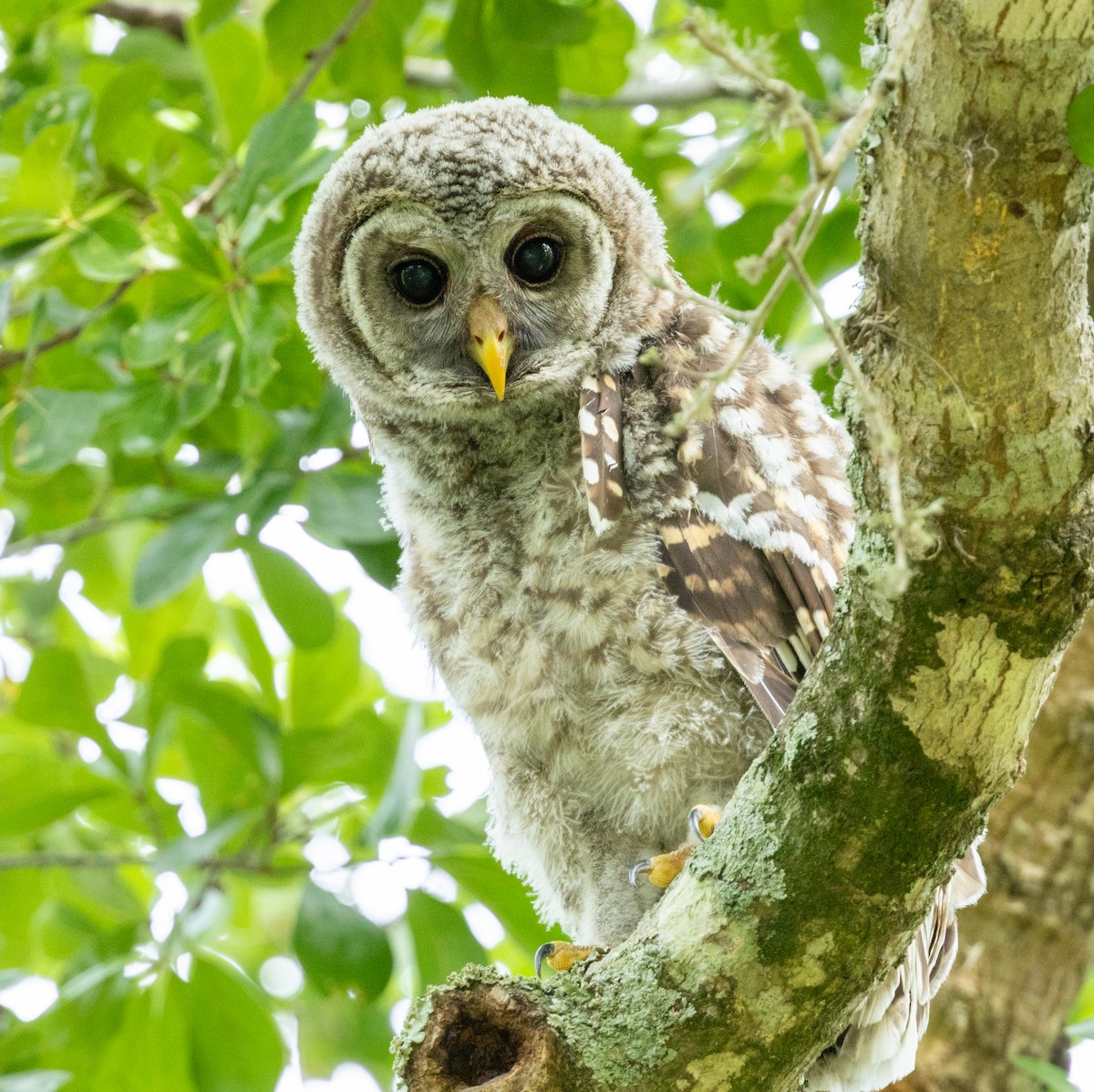 Barred Owl - ML619122907