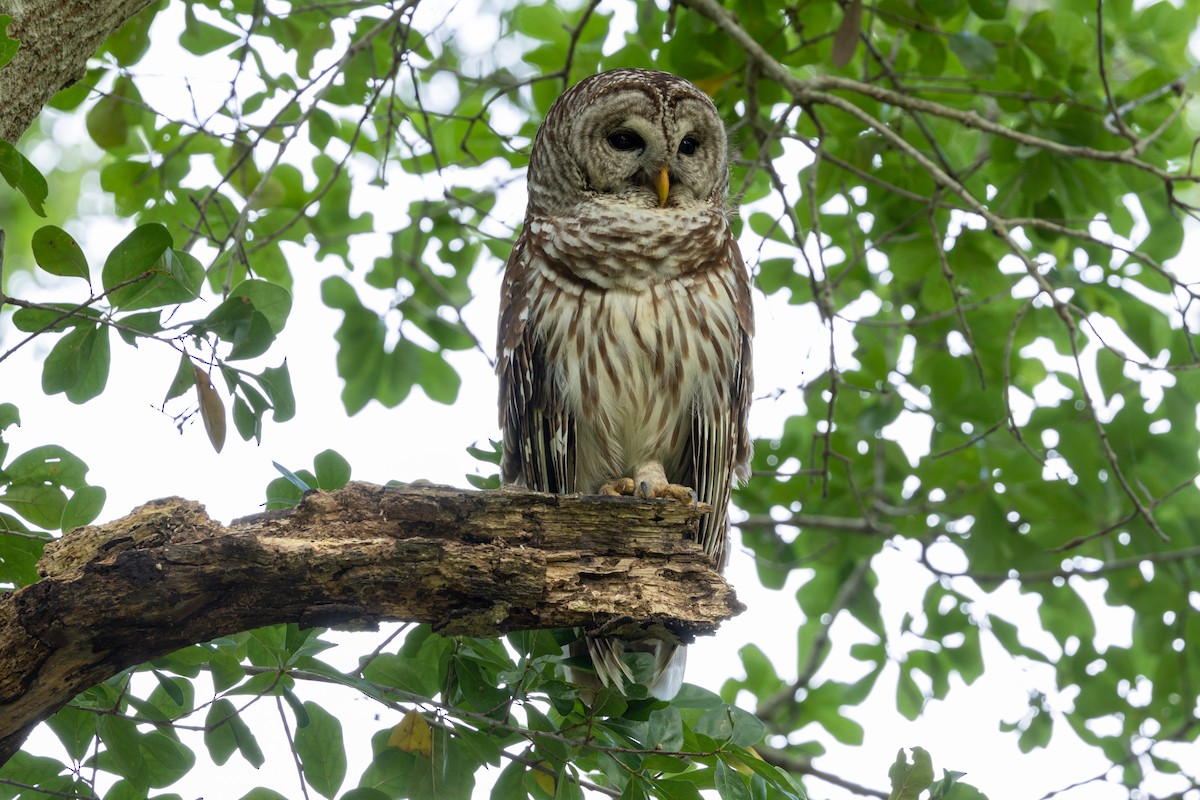 Barred Owl - ML619122908