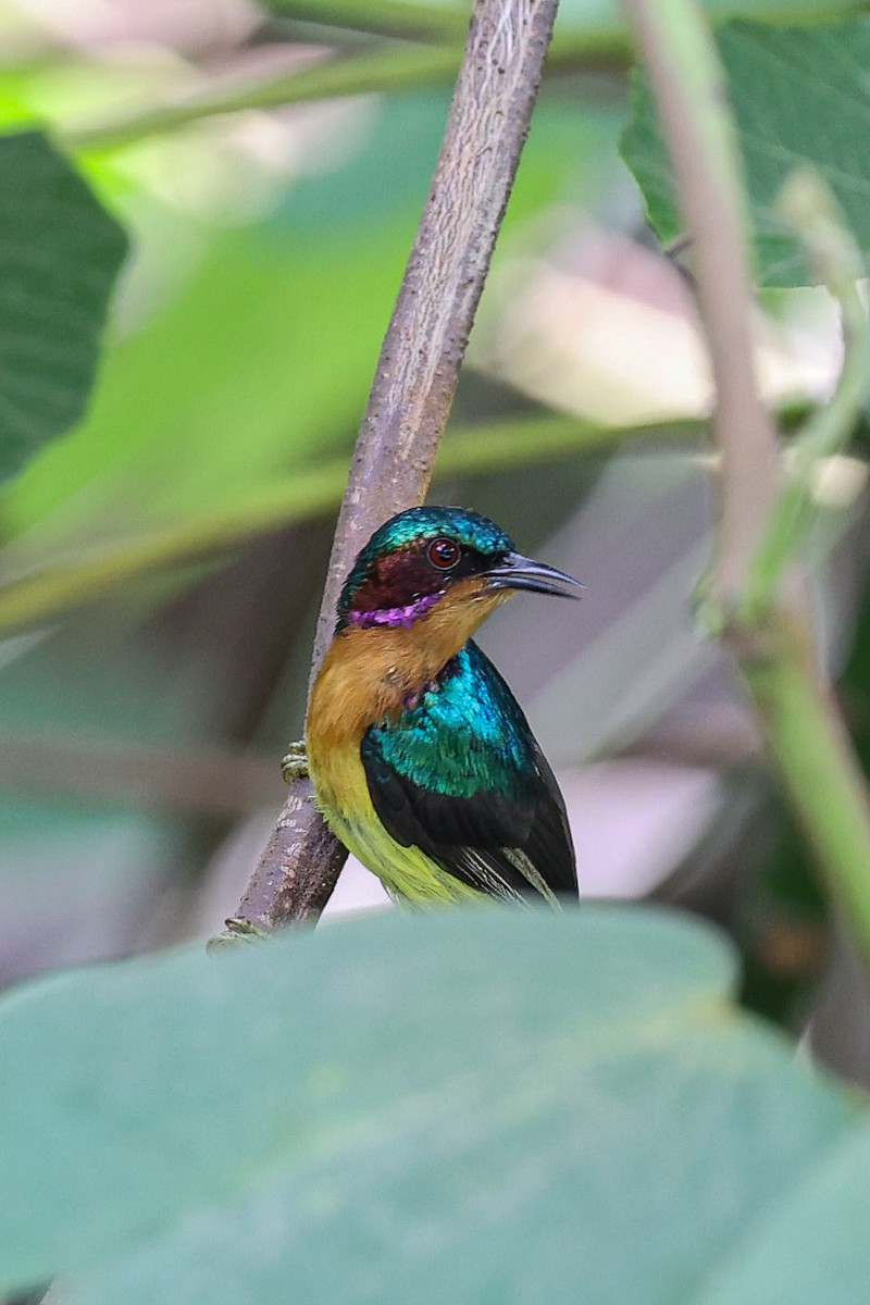 Ruby-cheeked Sunbird - ML619122948