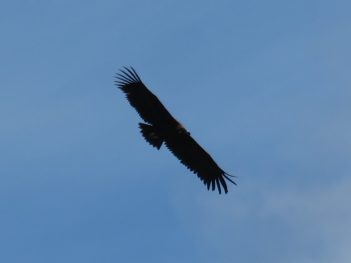 Cinereous Vulture - Alfredo  Herrero