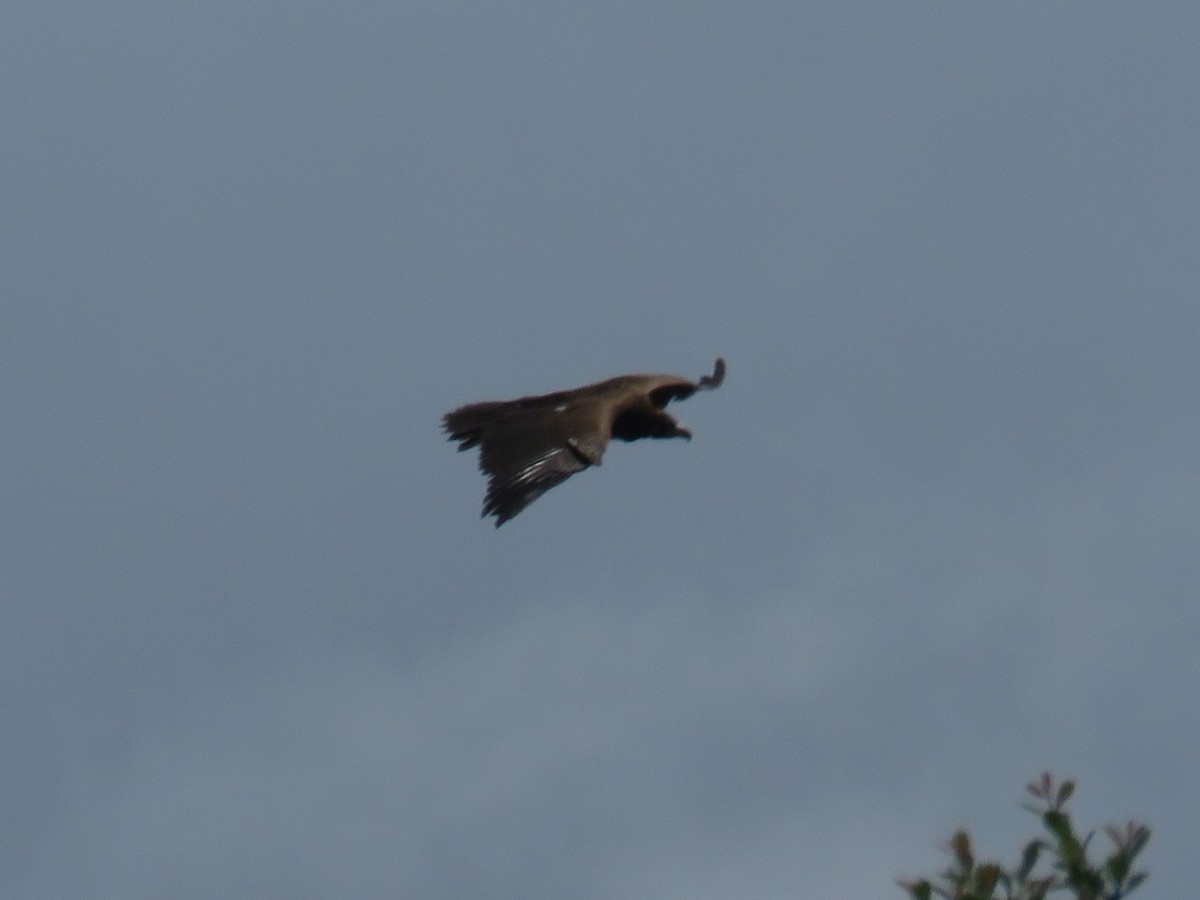 Cinereous Vulture - Alfredo  Herrero