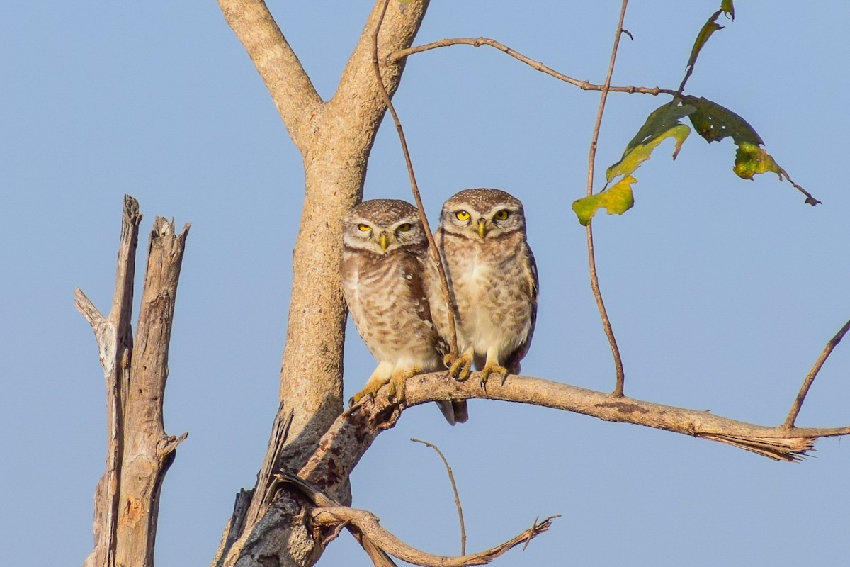 Spotted Owlet - Dr Sudhir  Jain