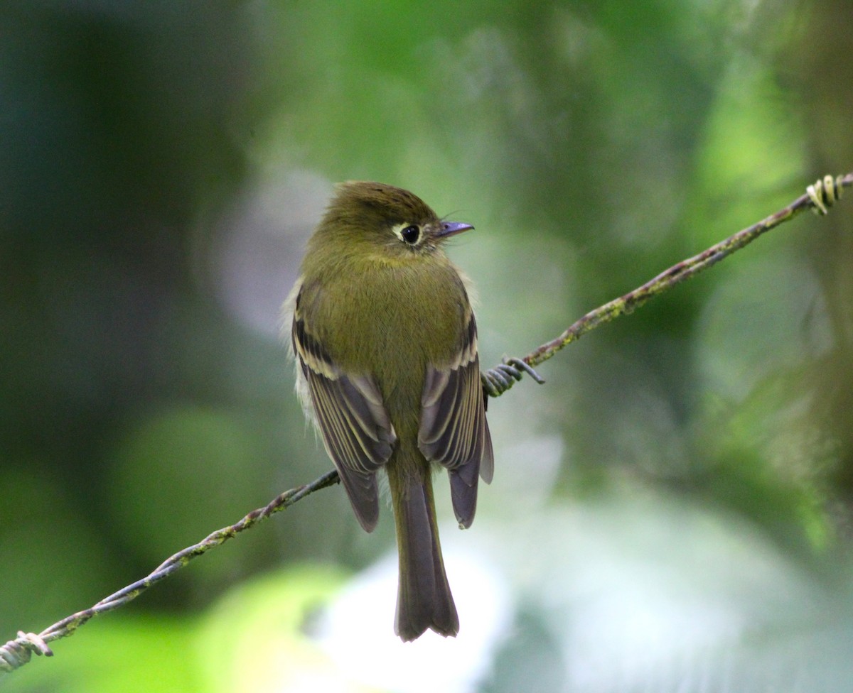 Yellowish Flycatcher - Miska Nyul