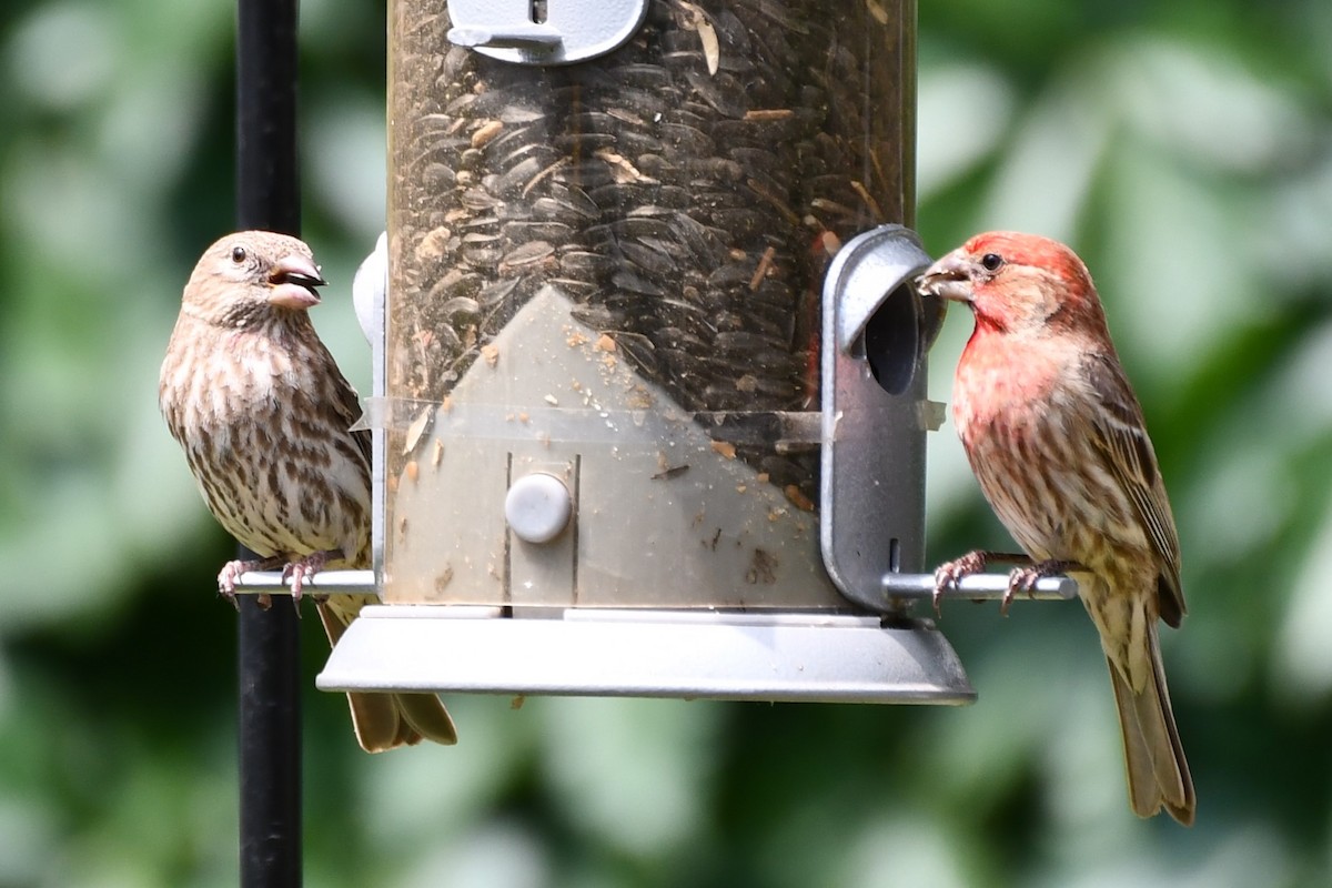 House Finch - Carmen Ricer