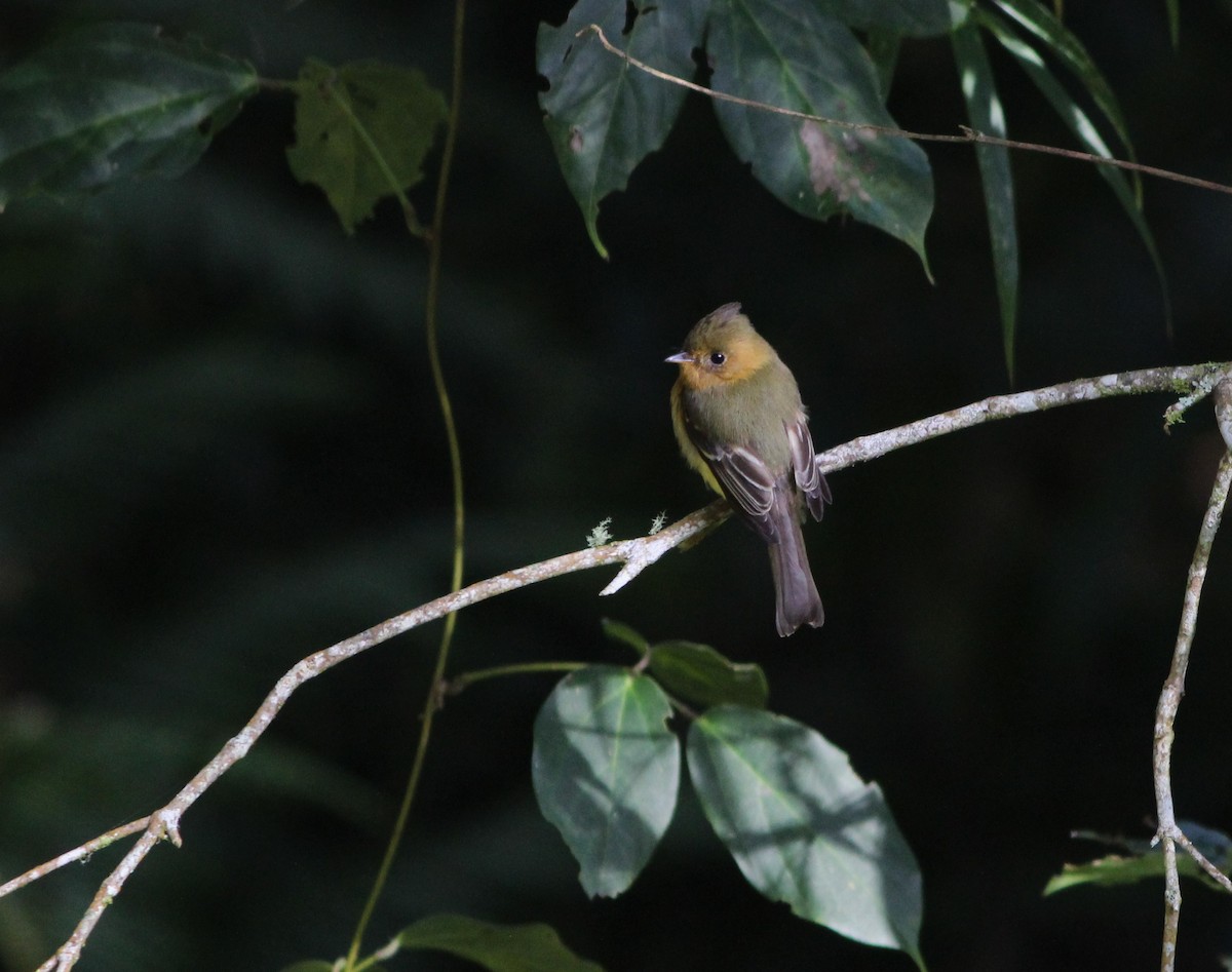 Tufted Flycatcher - ML619122979