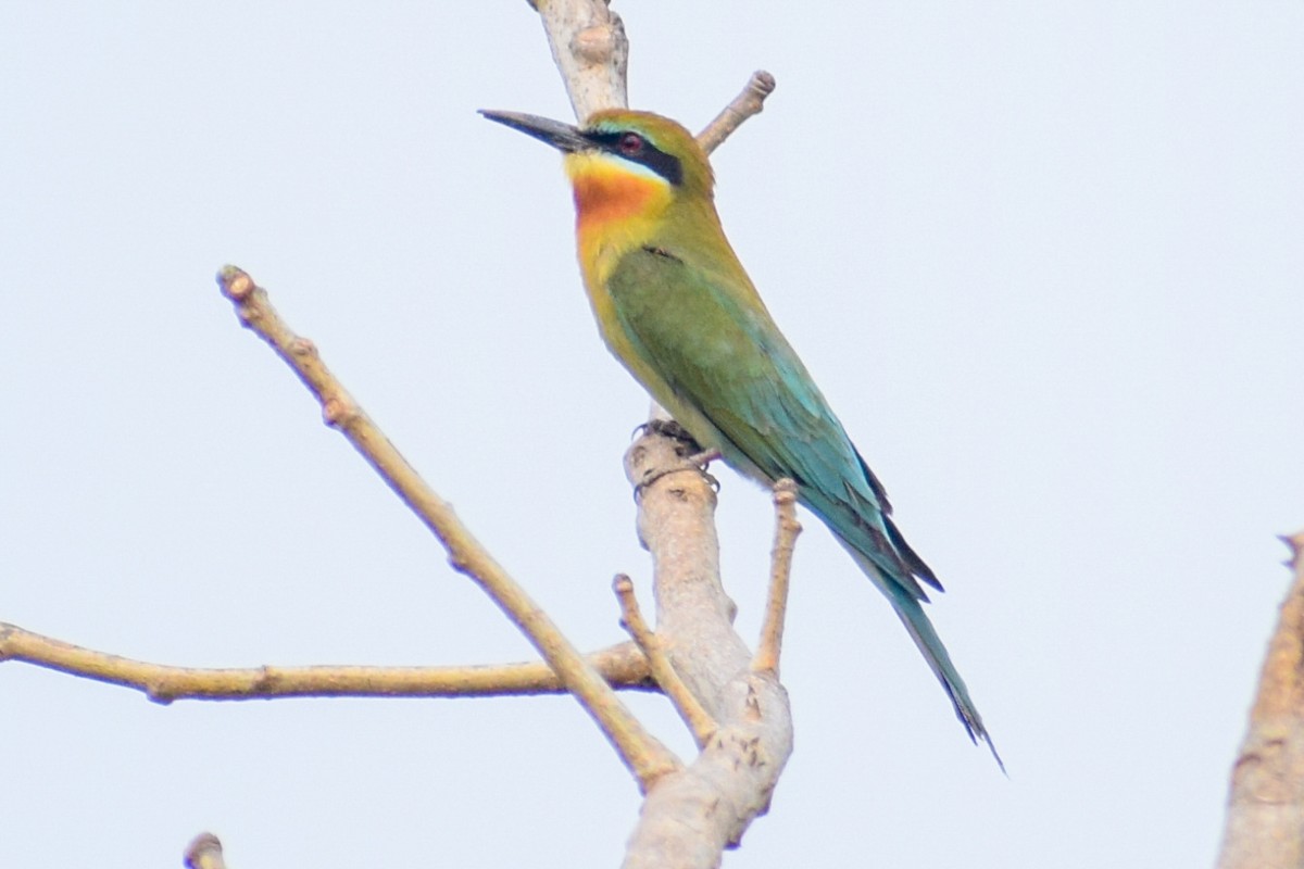 Blue-tailed Bee-eater - Dr Sudhir  Jain