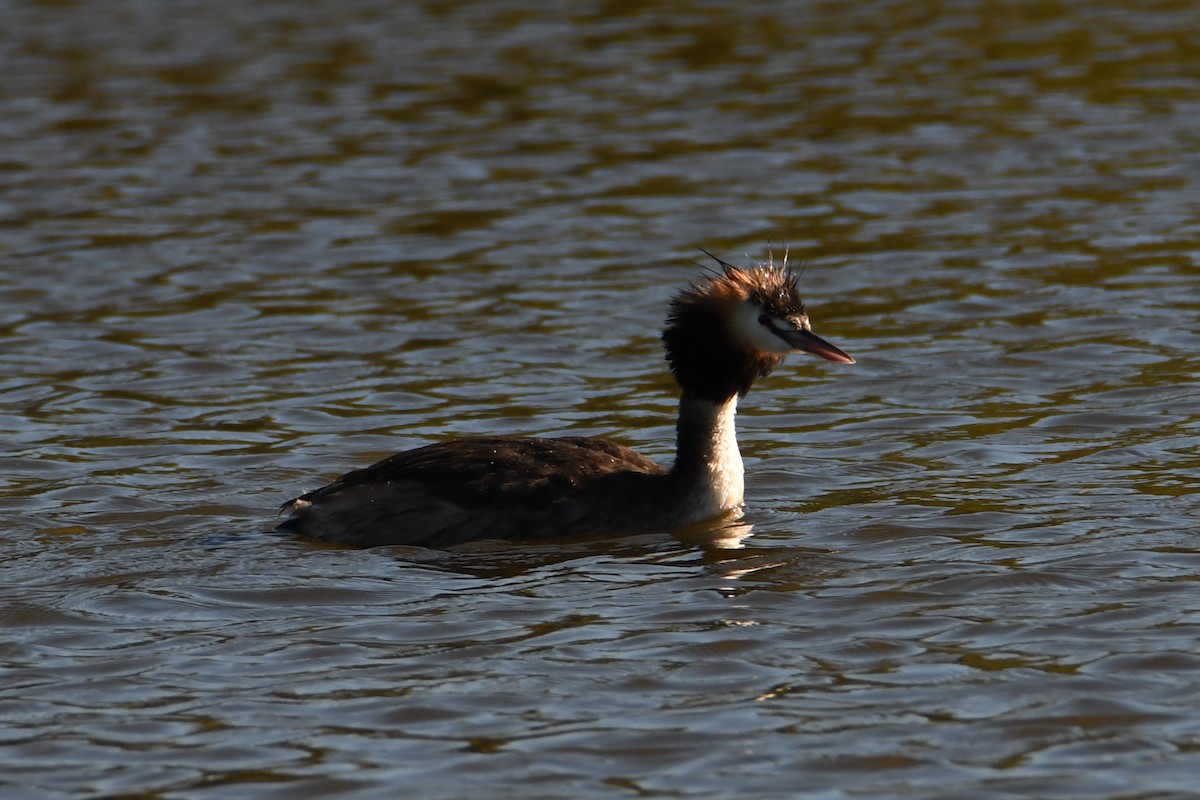 Great Crested Grebe - ML619122999