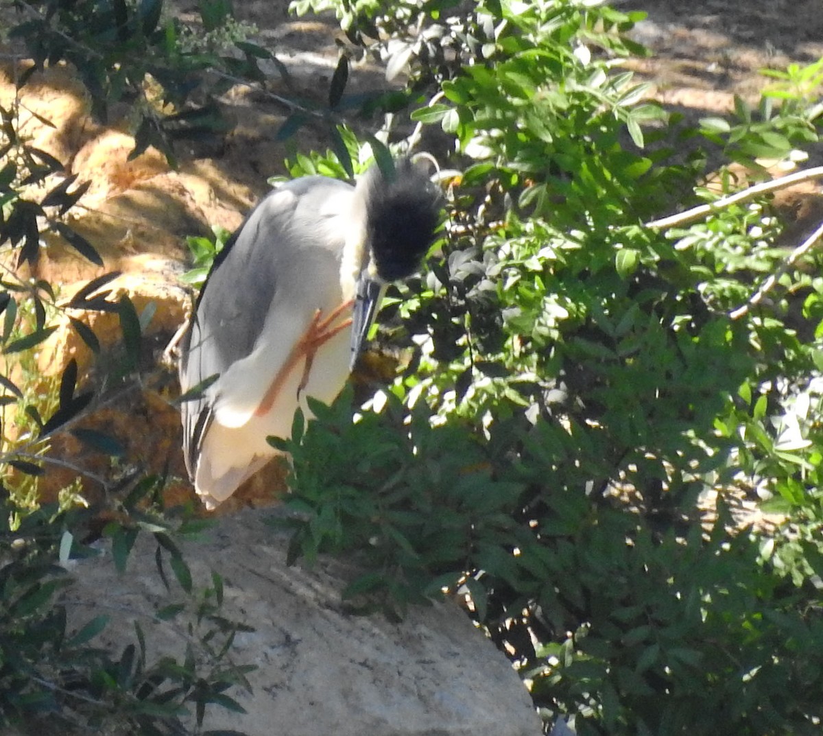 Black-crowned Night Heron - ML619123002