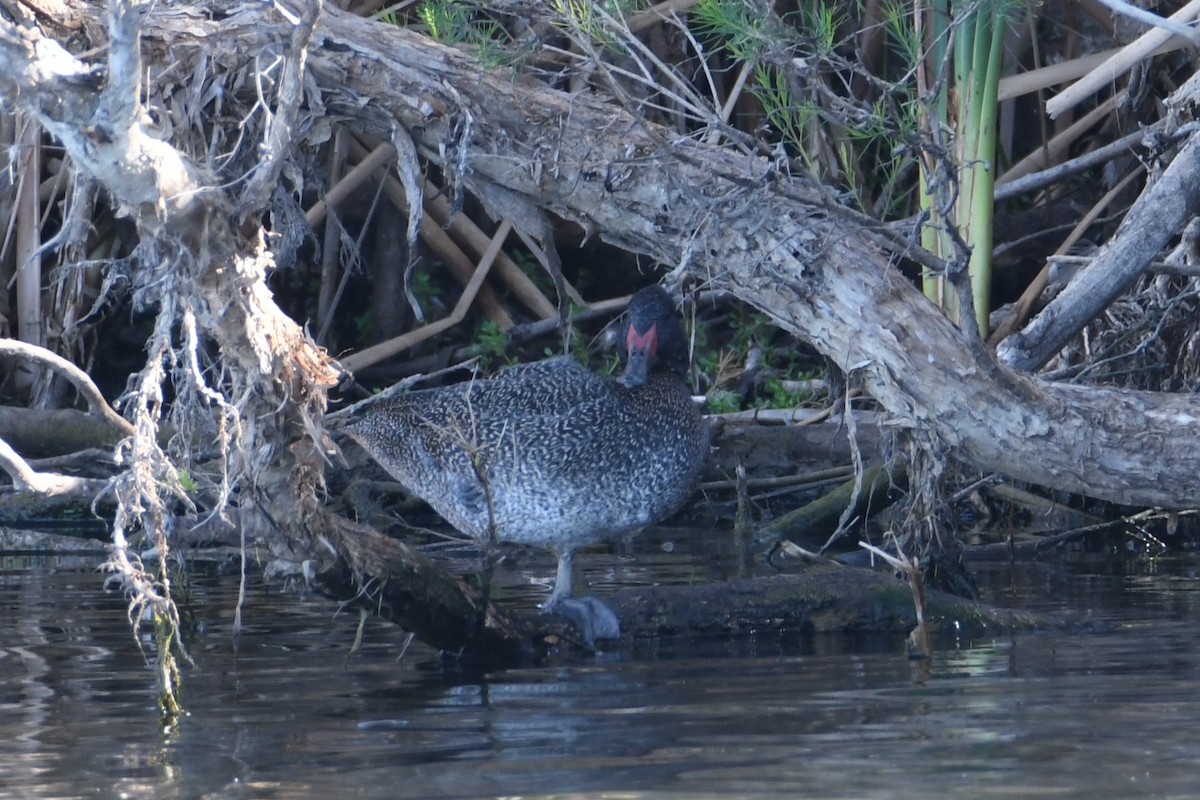 Freckled Duck - ML619123009