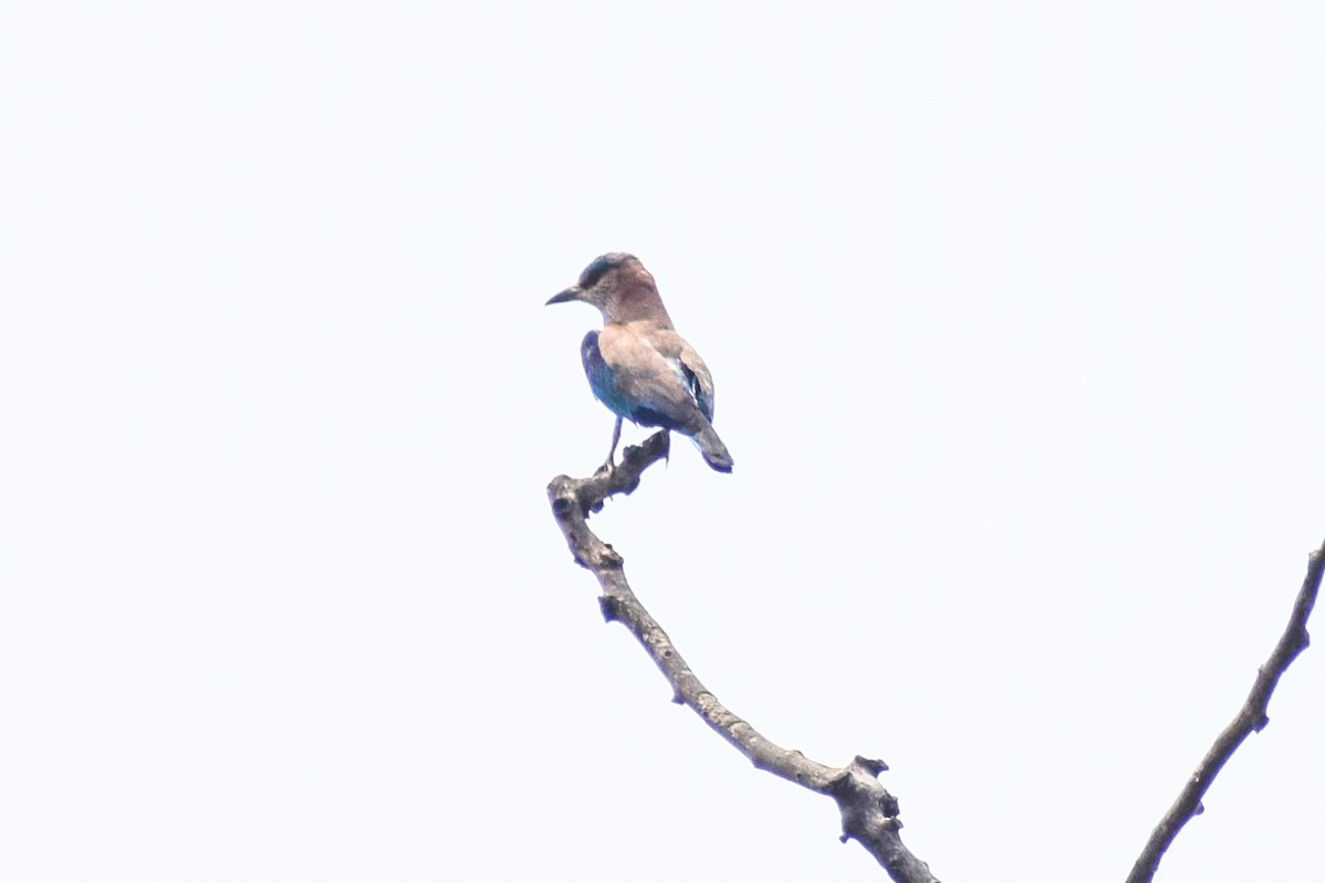 Indian Roller - Dr Sudhir  Jain