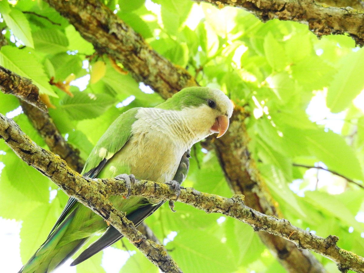 Monk Parakeet - ML619123012