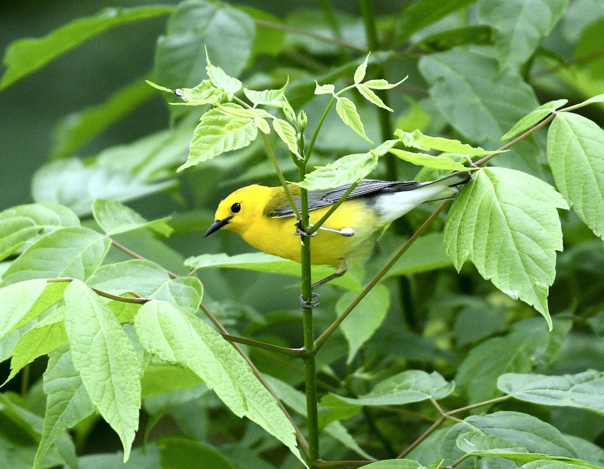 Prothonotary Warbler - Daniel King