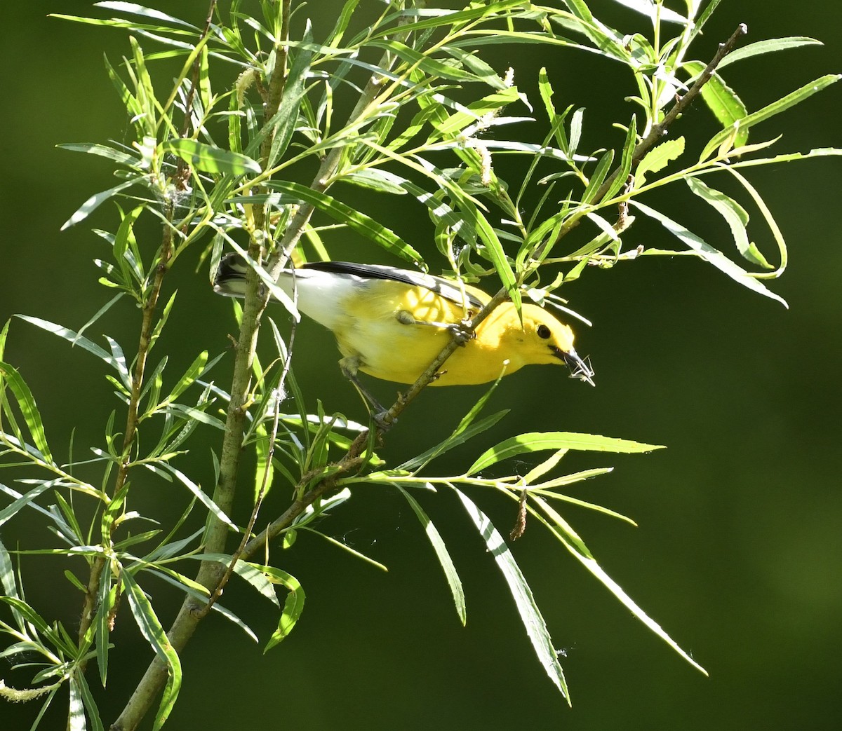Prothonotary Warbler - Daniel King