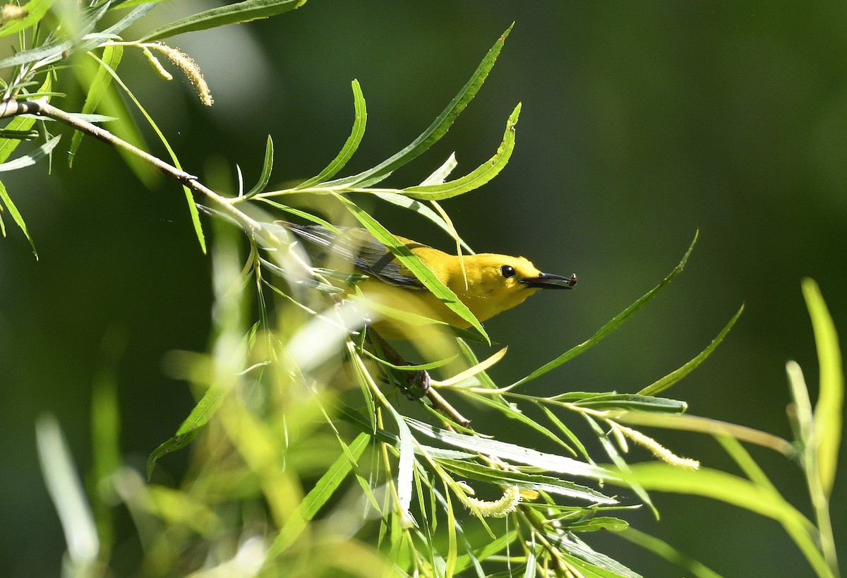 Prothonotary Warbler - ML619123020