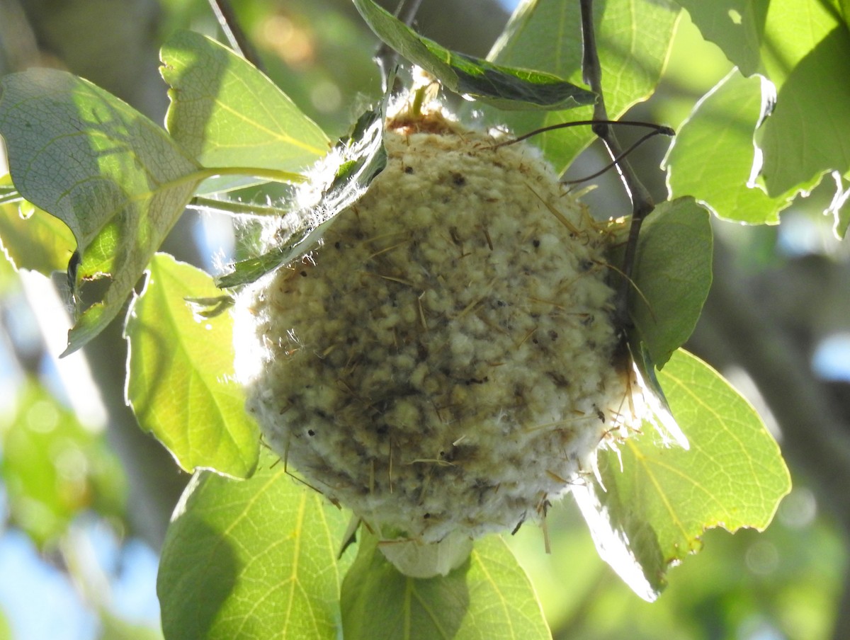 Eurasian Penduline-Tit - Hélio Batista