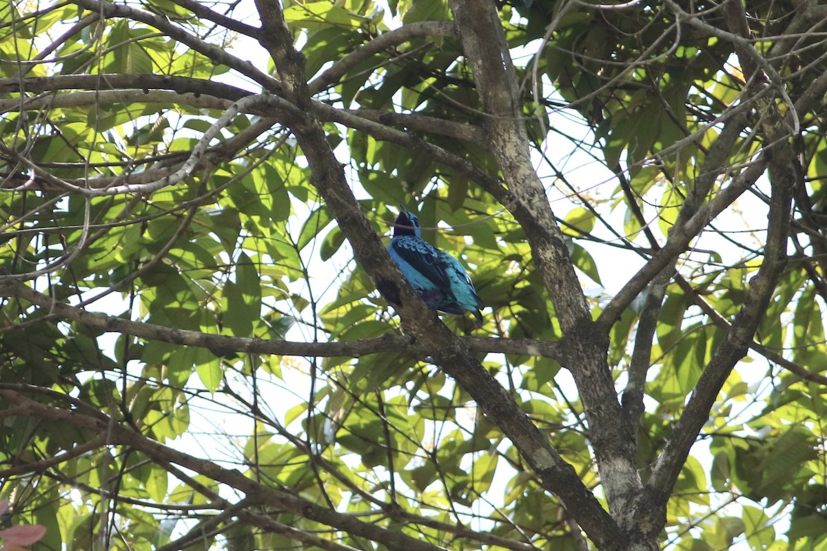 Turquoise Cotinga - ML619123029