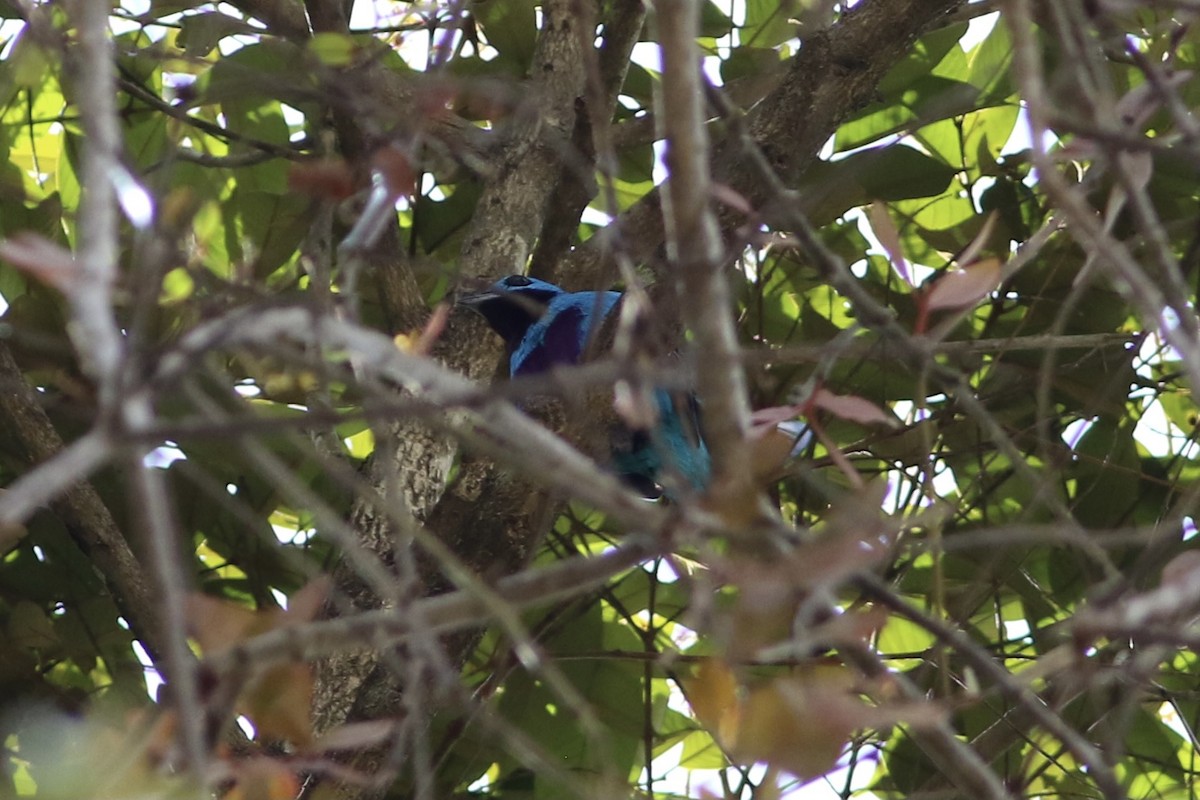 Turquoise Cotinga - Max Epstein