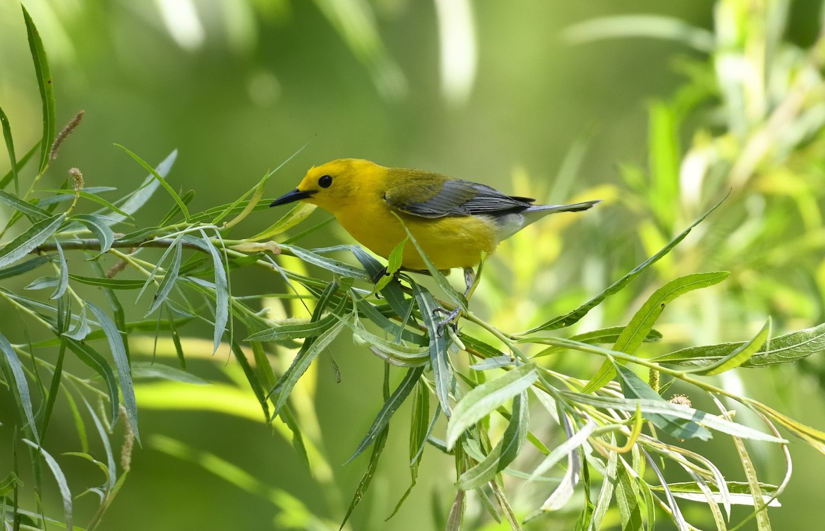 Prothonotary Warbler - ML619123040