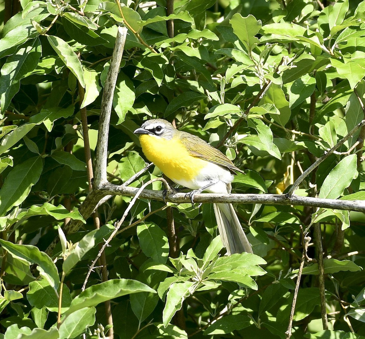 Yellow-breasted Chat - Daniel King