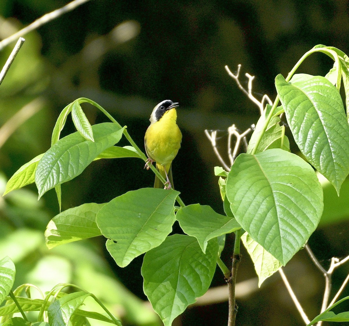 Common Yellowthroat - Daniel King