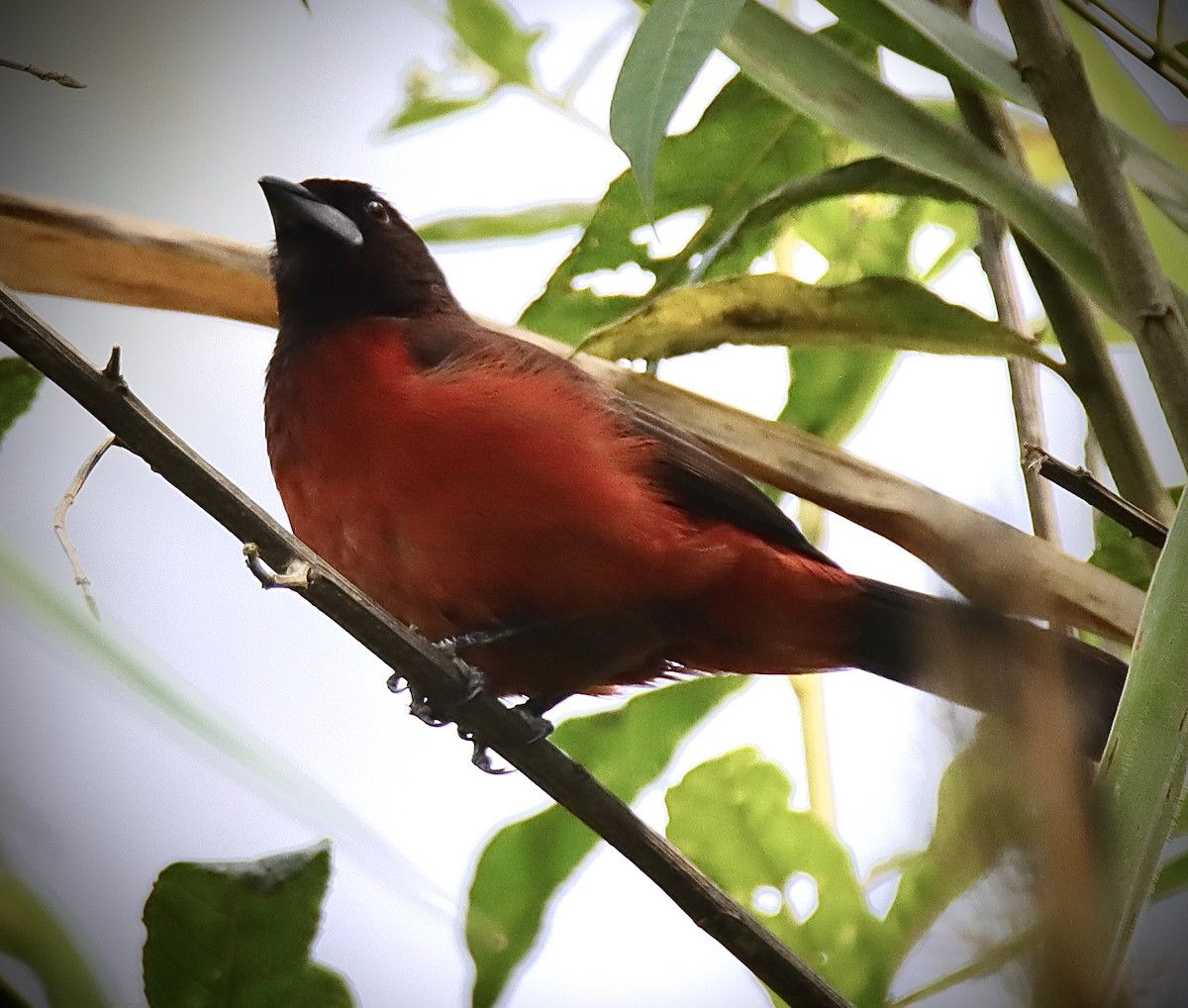 Crimson-backed Tanager - Francisco Jaramillo