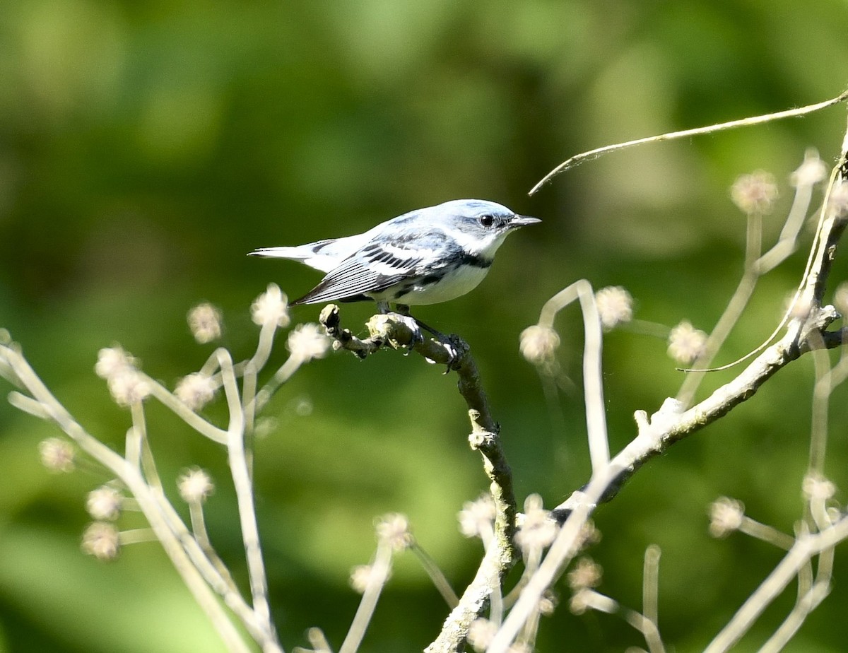 Cerulean Warbler - ML619123097