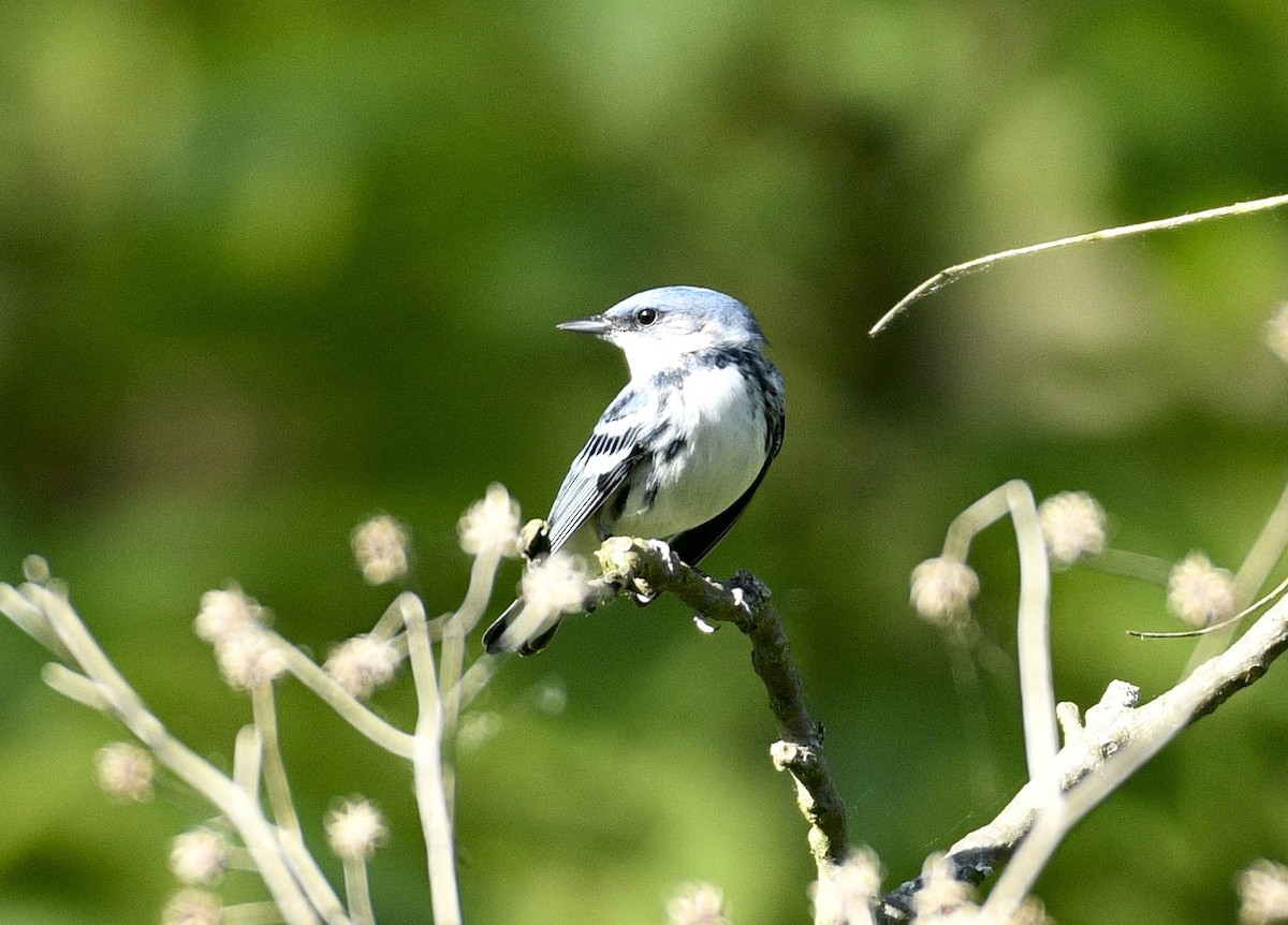 Cerulean Warbler - Daniel King