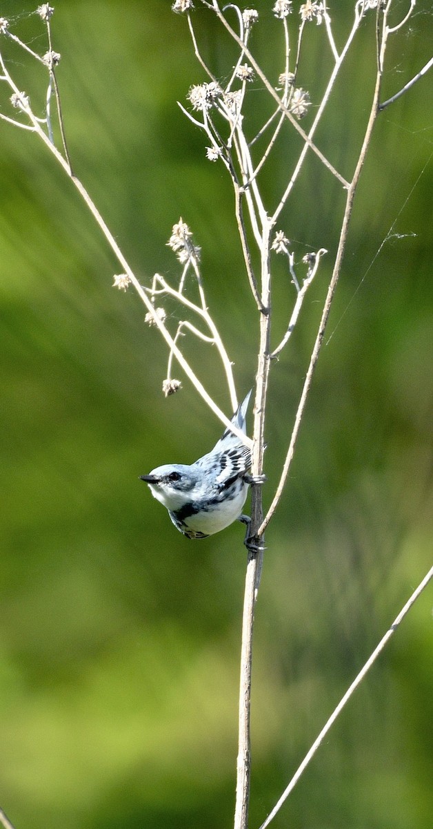 Cerulean Warbler - Daniel King