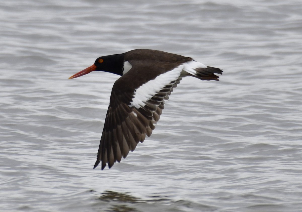 American Oystercatcher - ML619123106