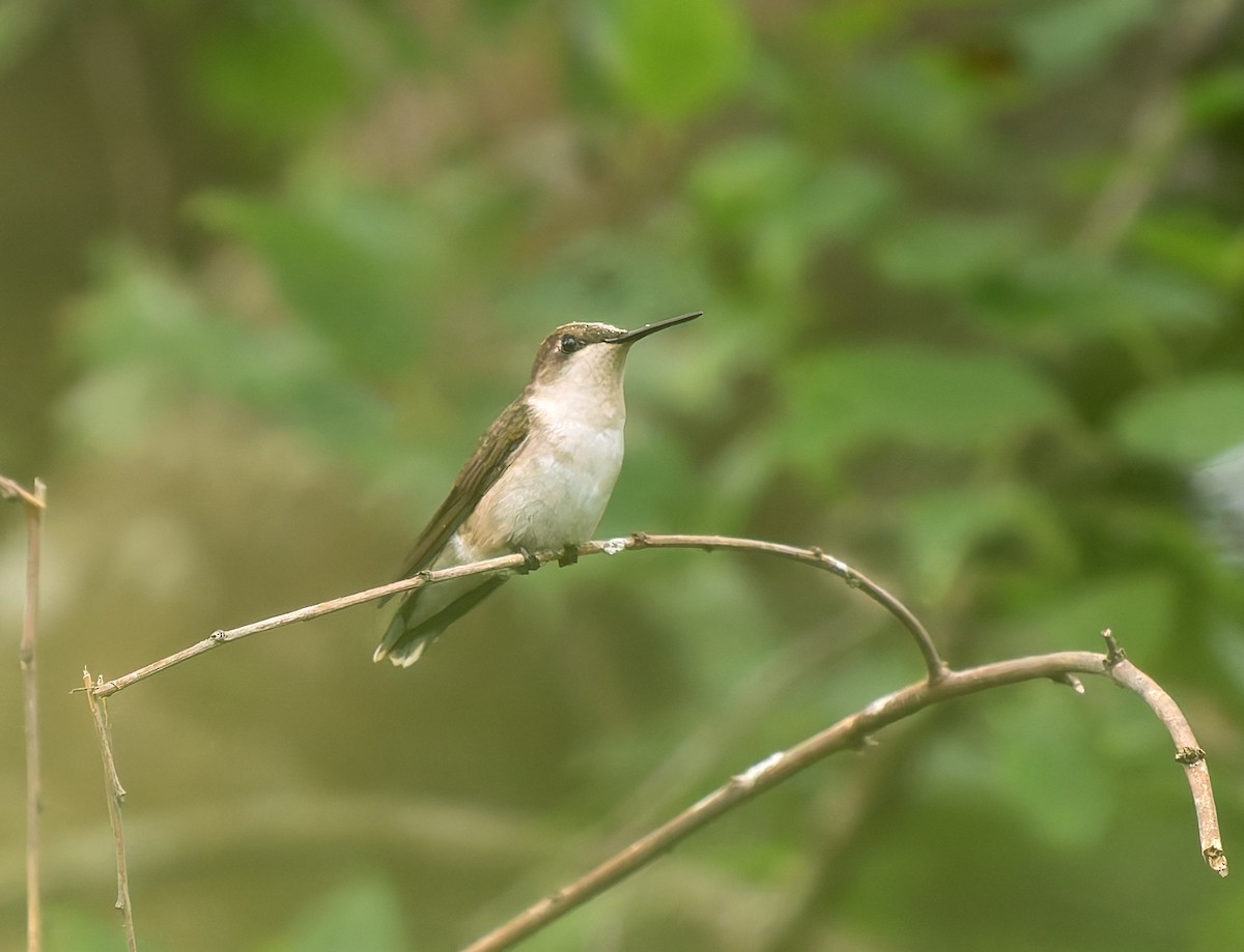 hummingbird sp. - Scott Berglund