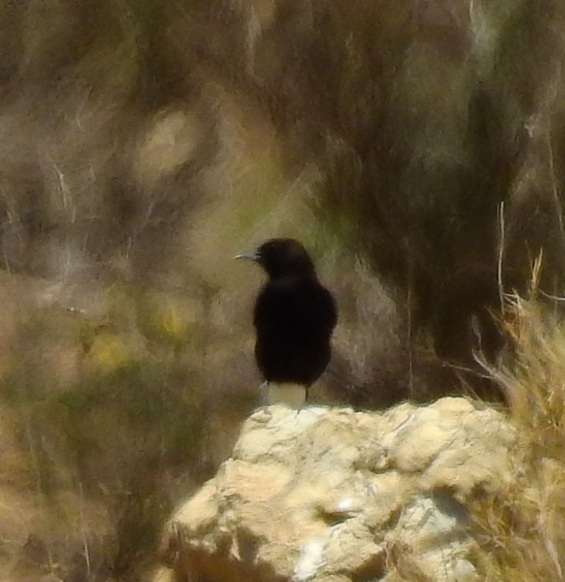 Black Wheatear - Hélio Batista