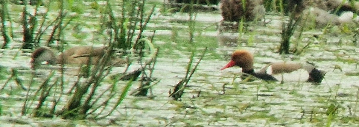 Red-crested Pochard - ML619123170