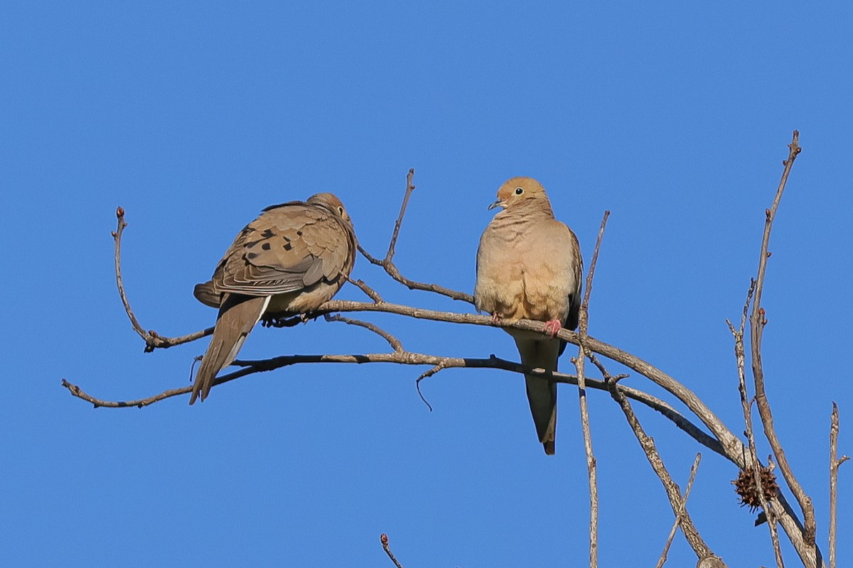 Mourning Dove - Anonymous