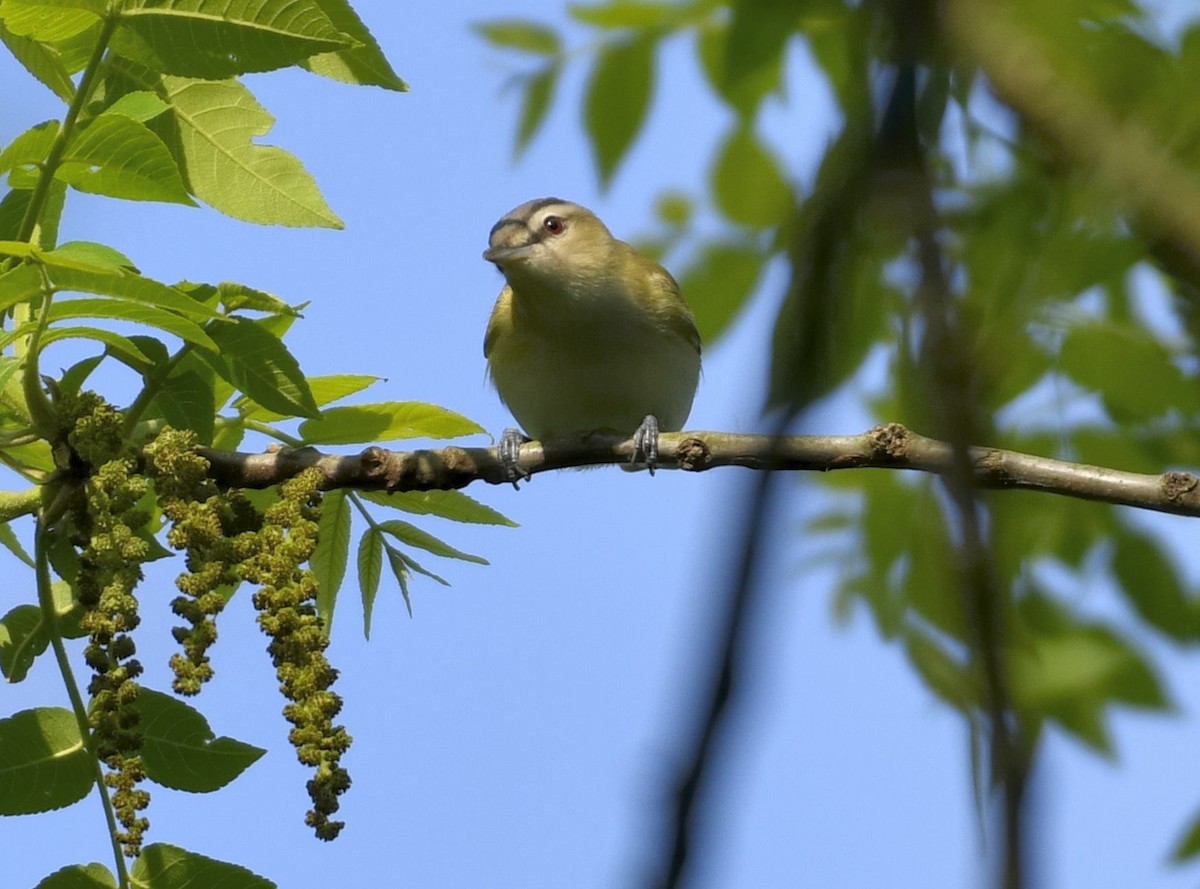 Red-eyed Vireo - Daniel King