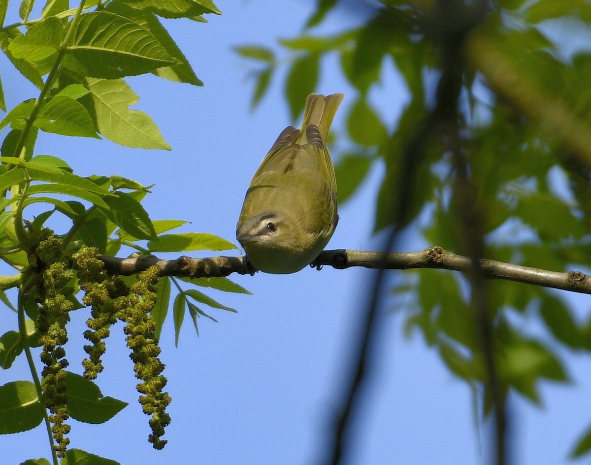 Kızıl Gözlü Vireo - ML619123181