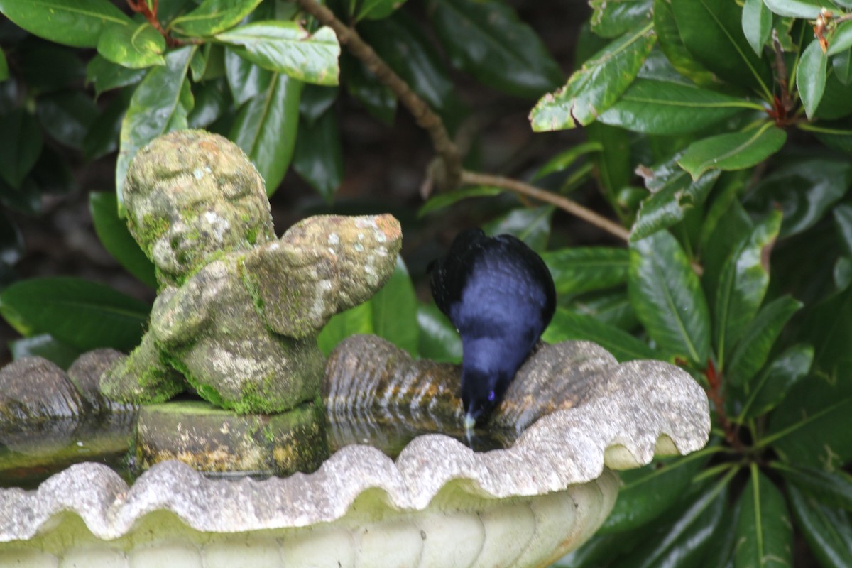 Satin Bowerbird - Kath ODonnell