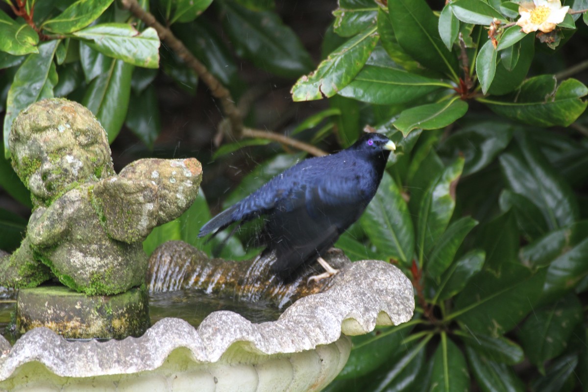 Satin Bowerbird - Kath ODonnell