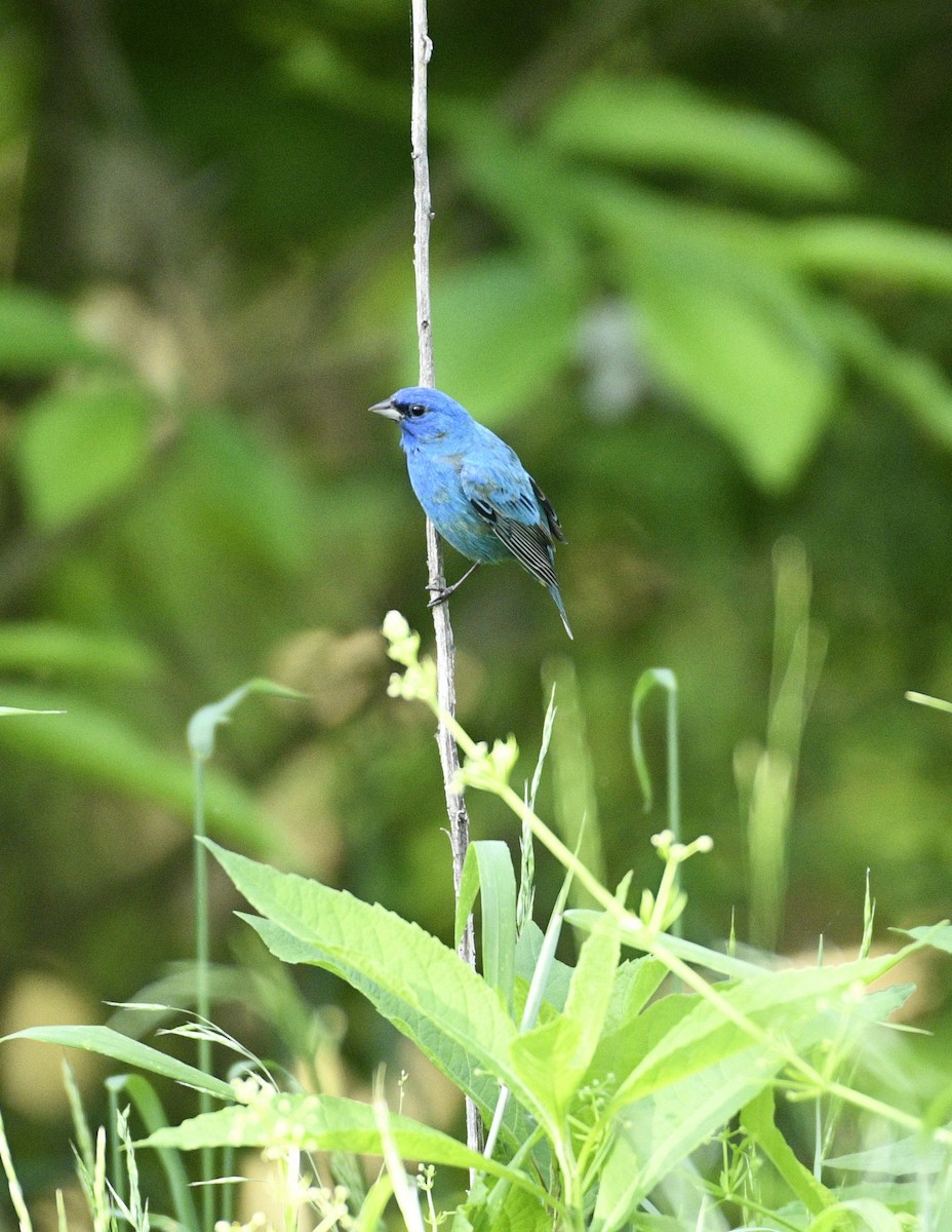 Indigo Bunting - Daniel King