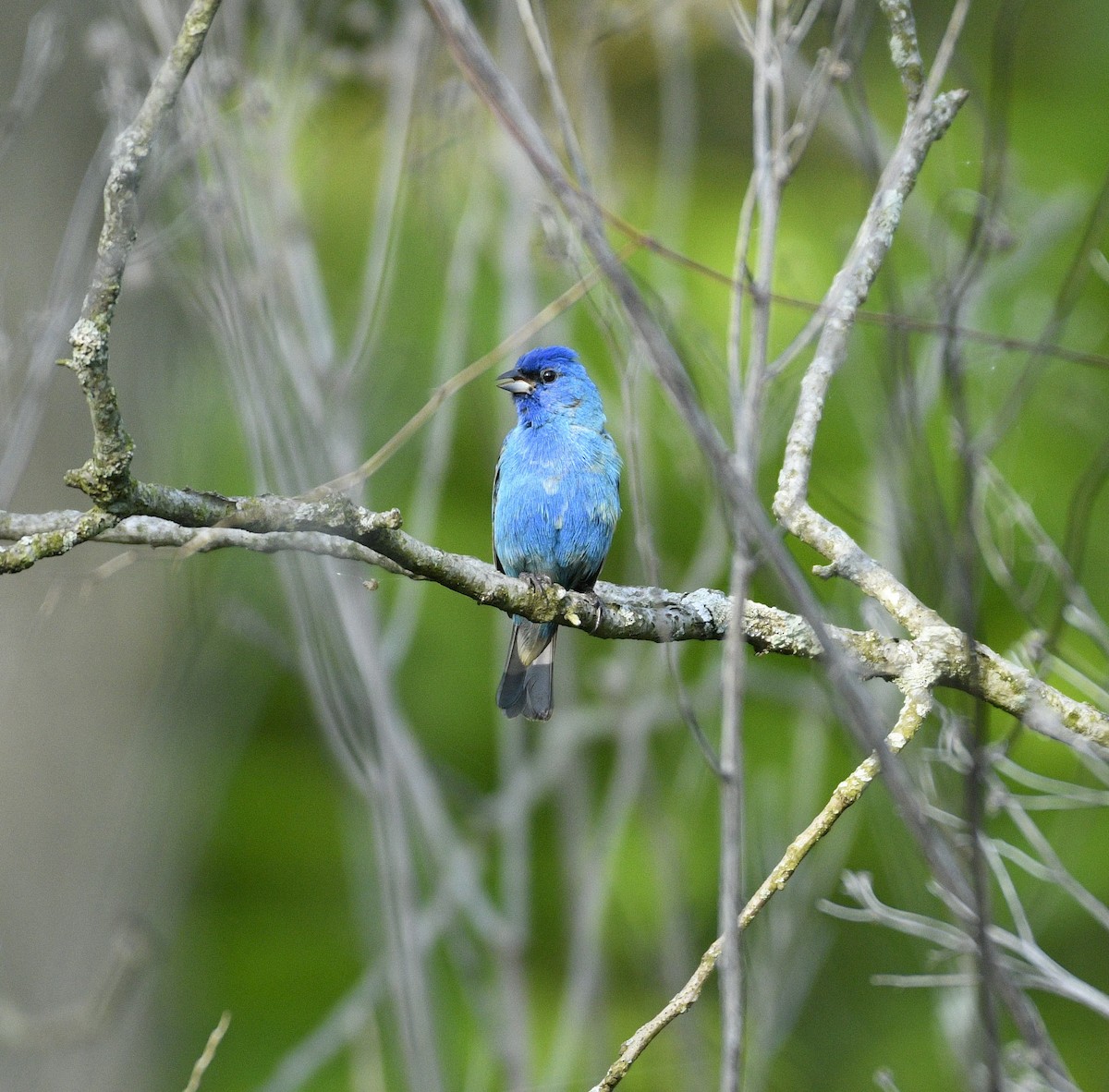 Indigo Bunting - Daniel King