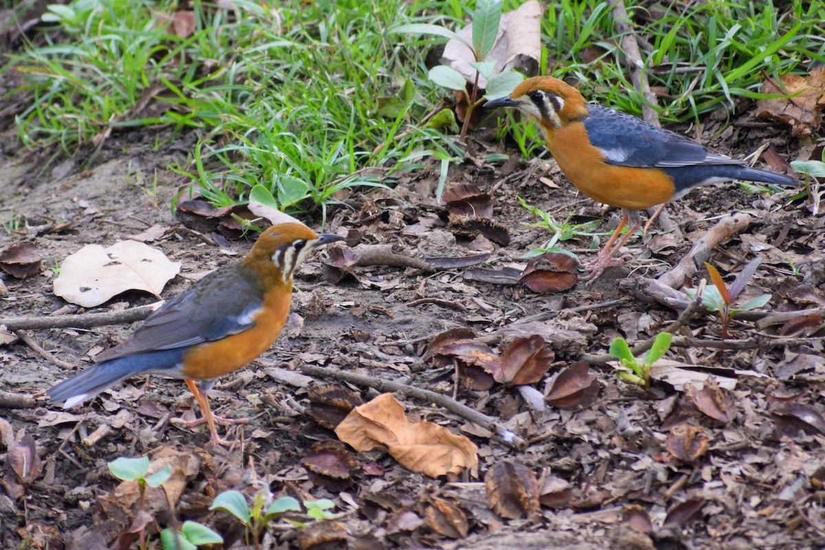 Orange-headed Thrush (White-throated) - Dr Sudhir  Jain