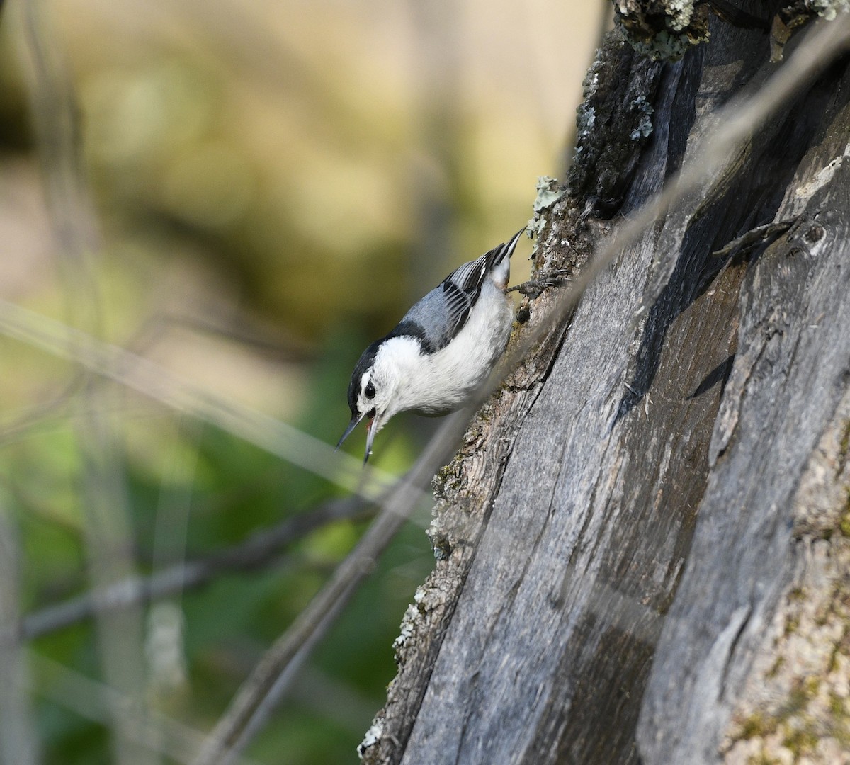 White-breasted Nuthatch - Daniel King