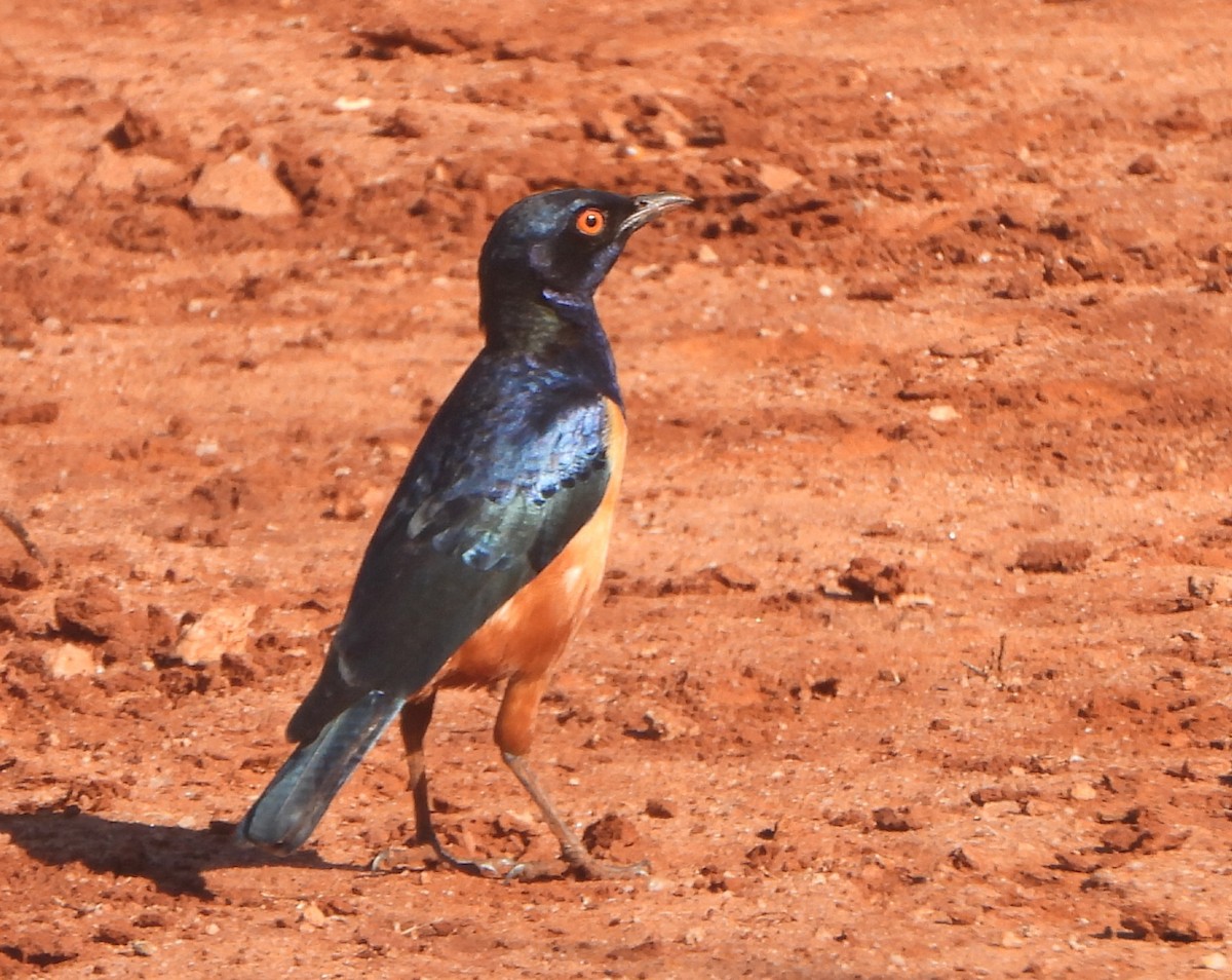 Hildebrandt's Starling - Doris  Schaule