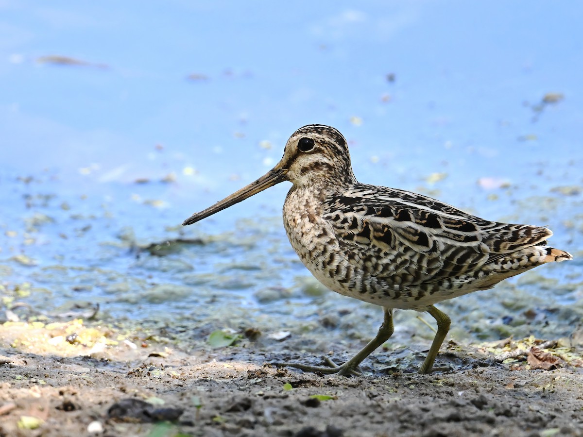 Pin-tailed Snipe - peng su