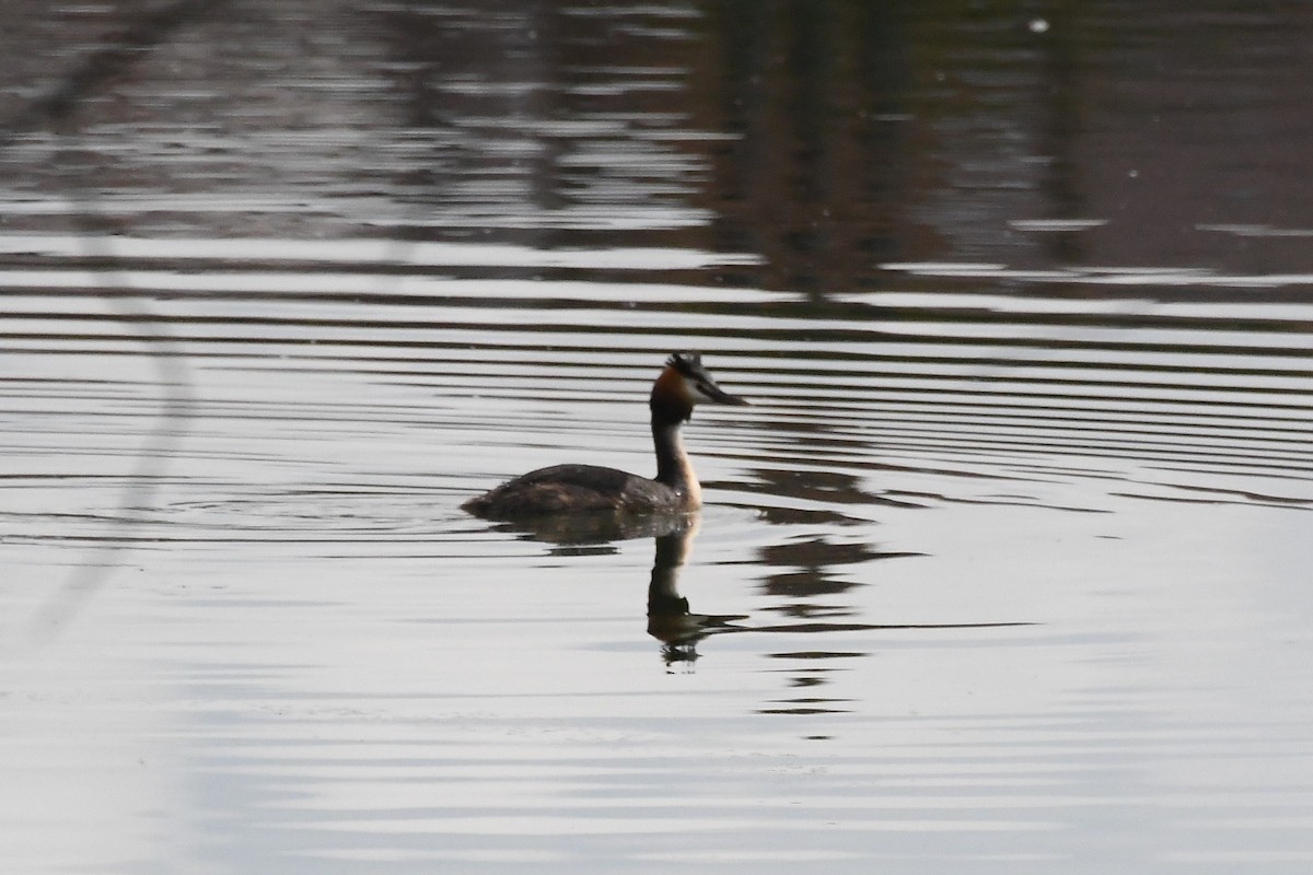 Great Crested Grebe - ML619123283