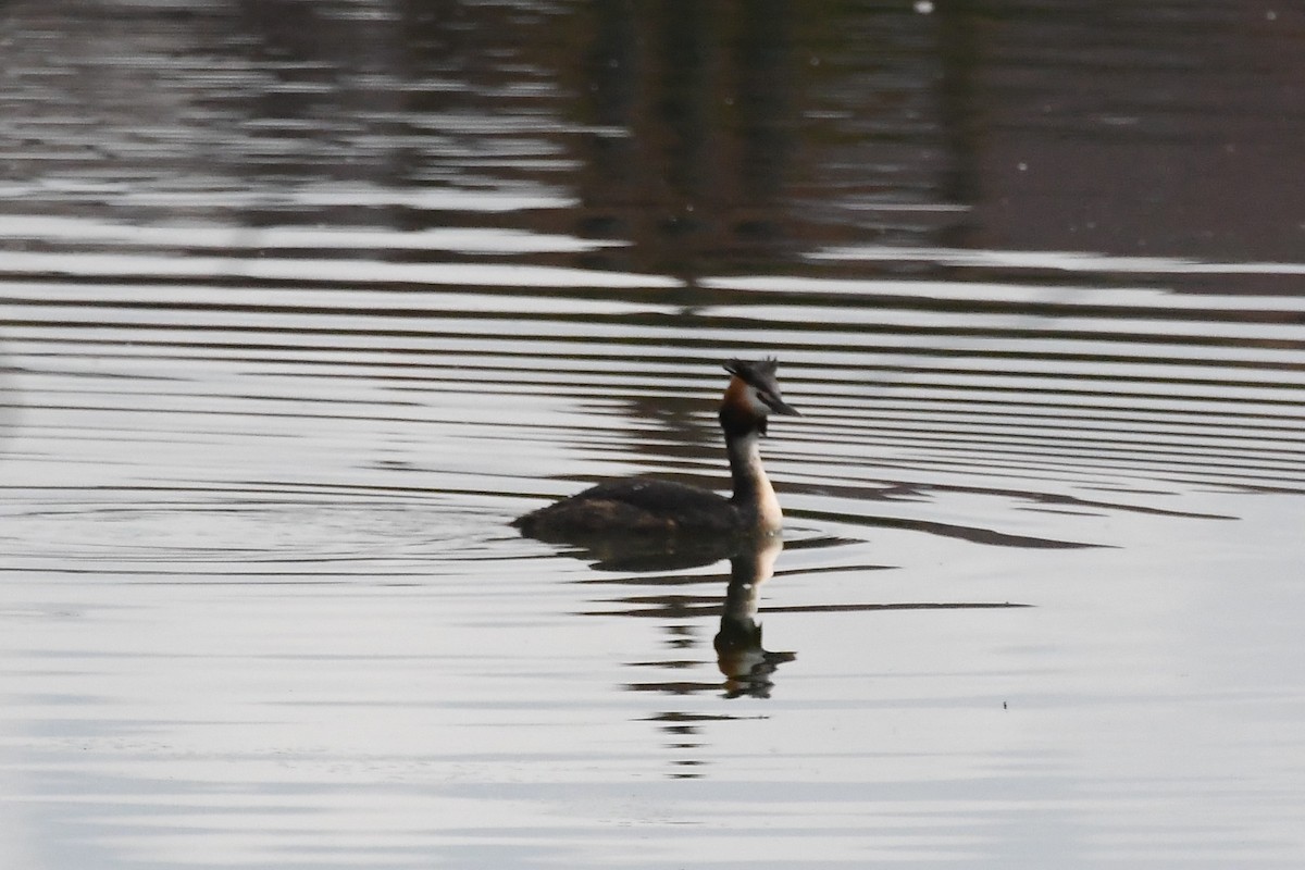 Great Crested Grebe - ML619123285