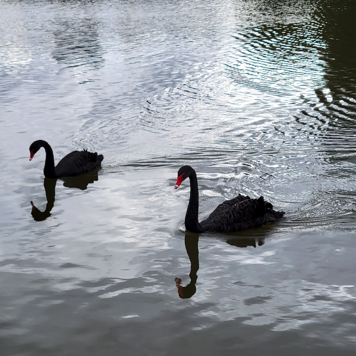 Black Swan - Elaine Tan