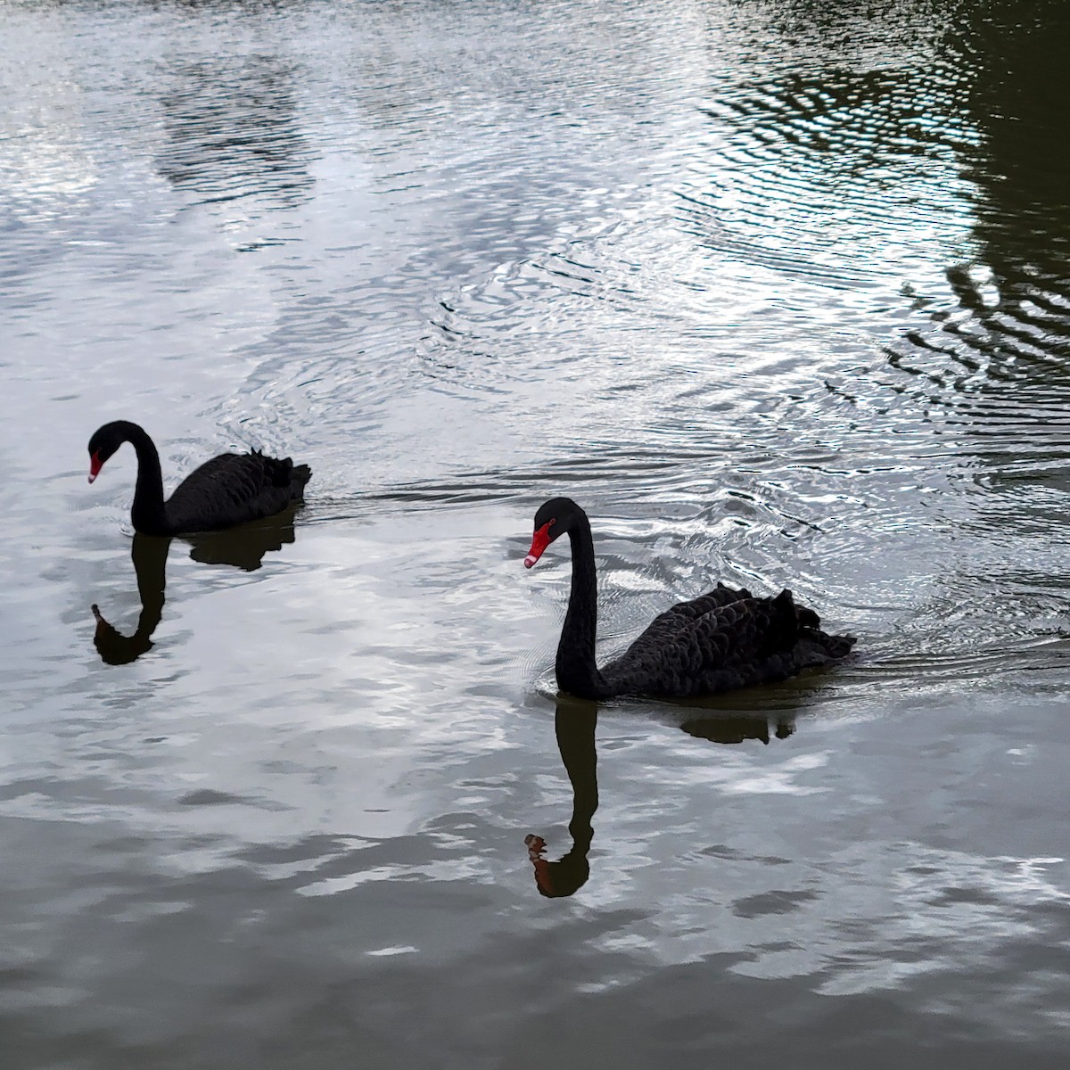 Black Swan - ML619123290