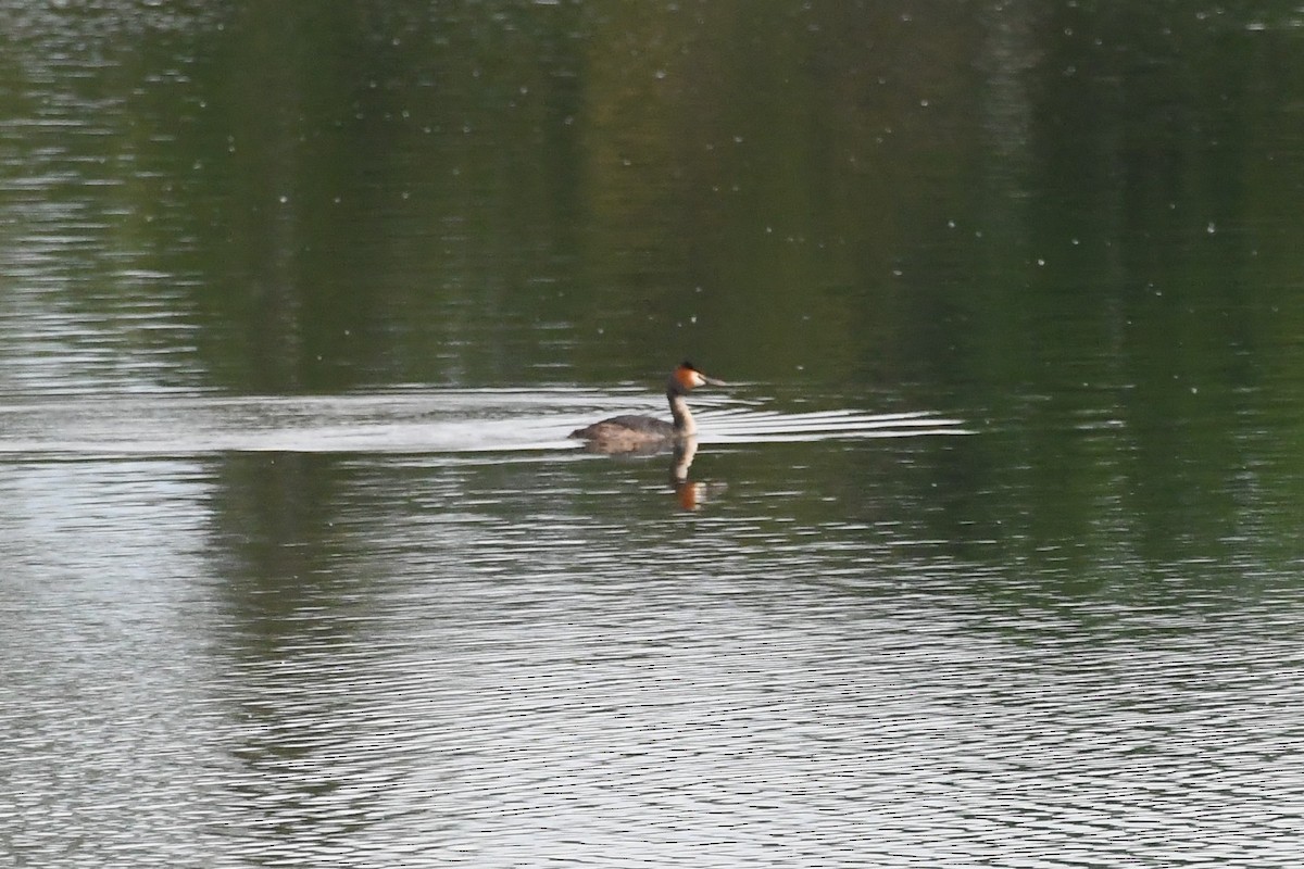 Great Crested Grebe - Michael Louey