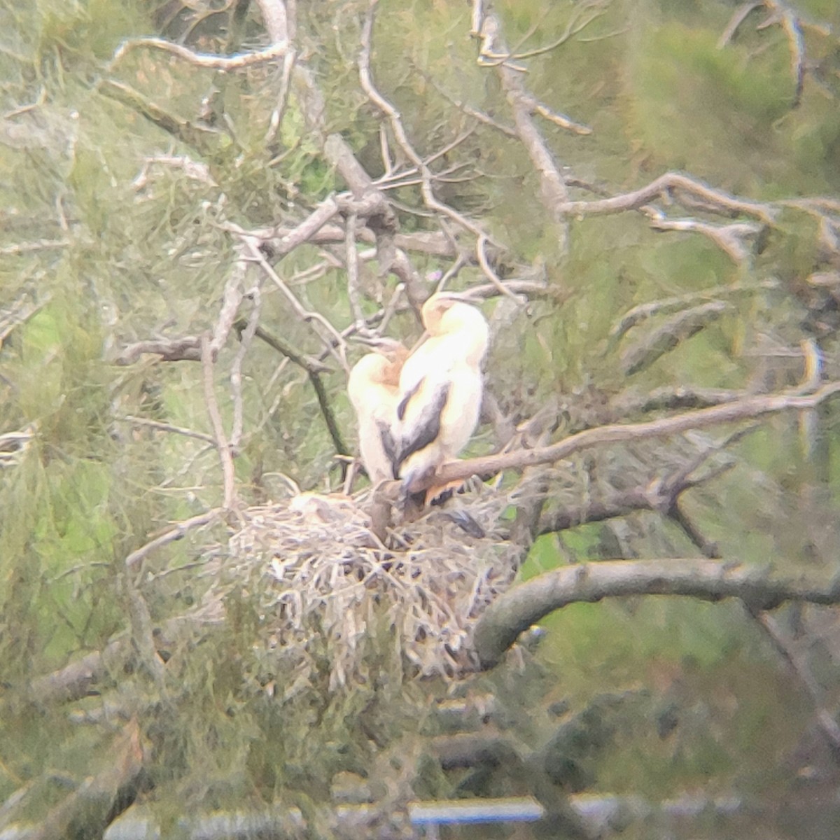 Anhinga Australiana - ML619123296