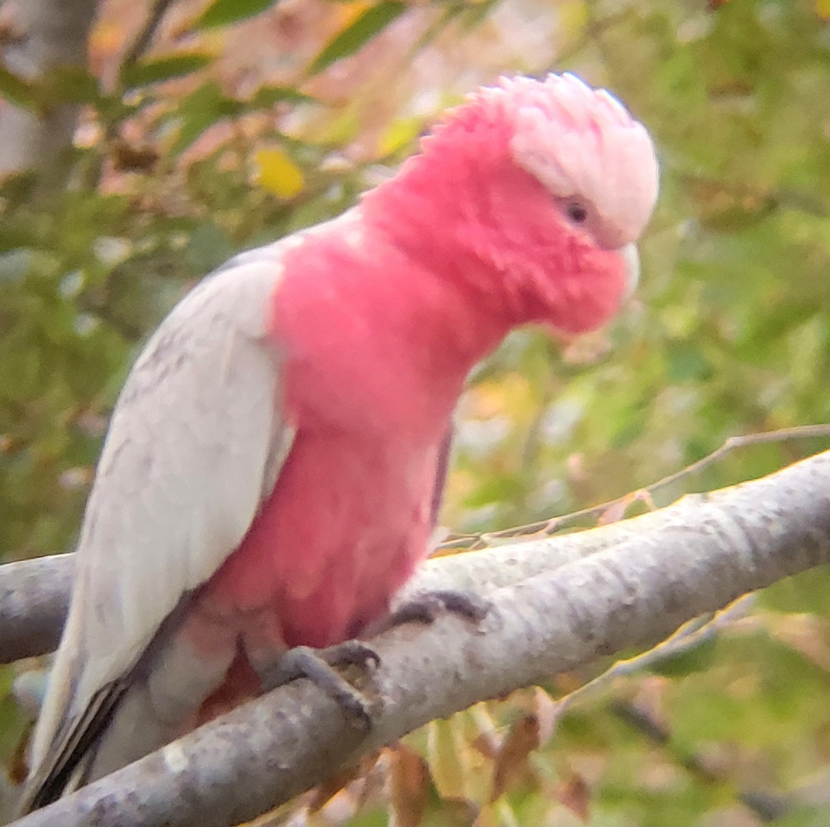 Galah - Elaine Tan